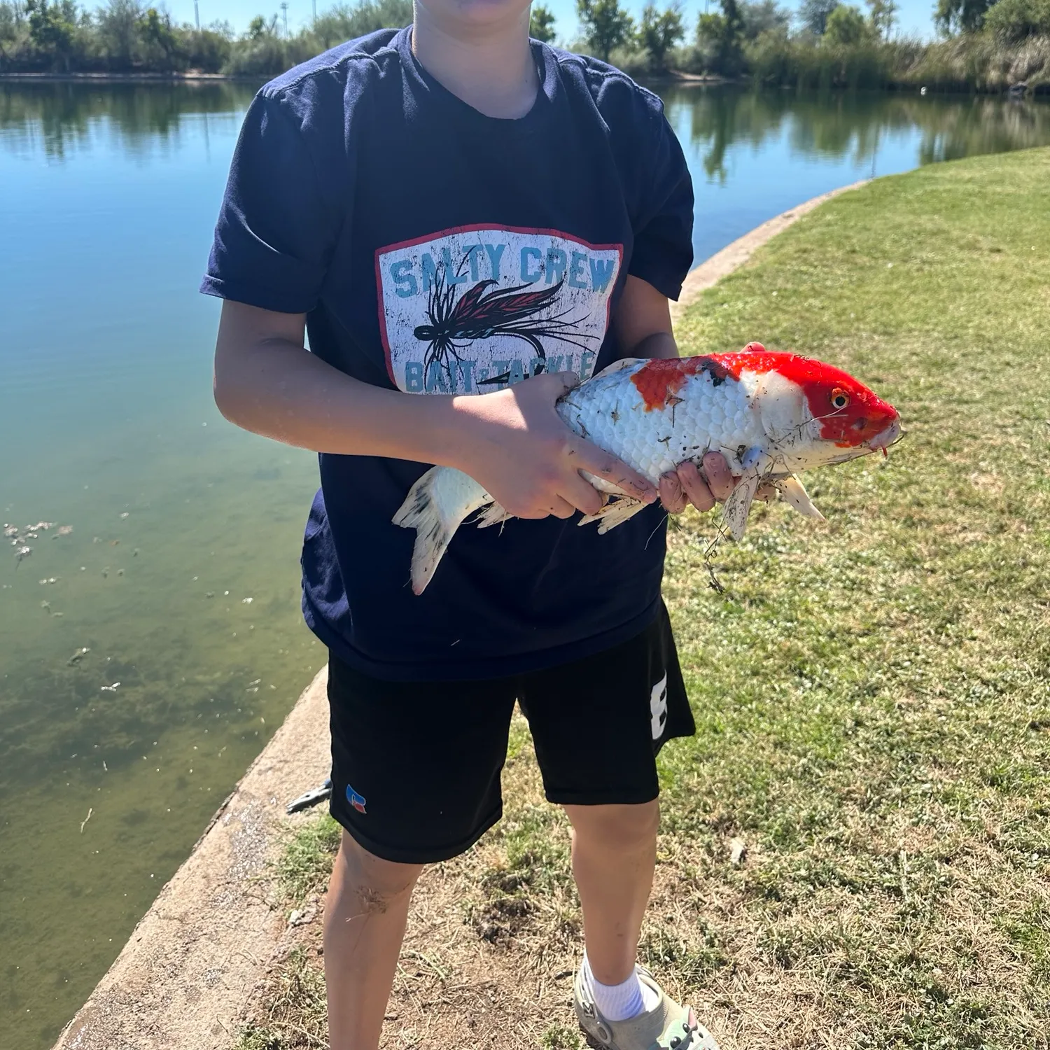 Koi carp caught on Fishbrain