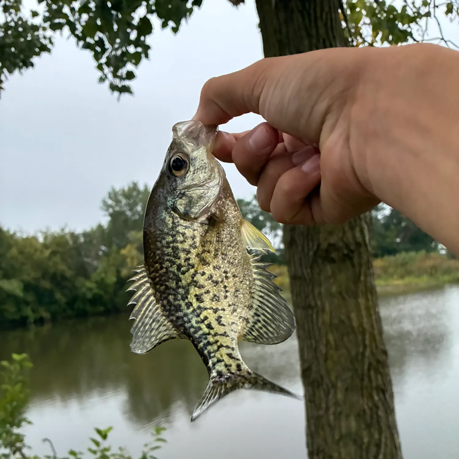 Black crappie caught on Fishbrain