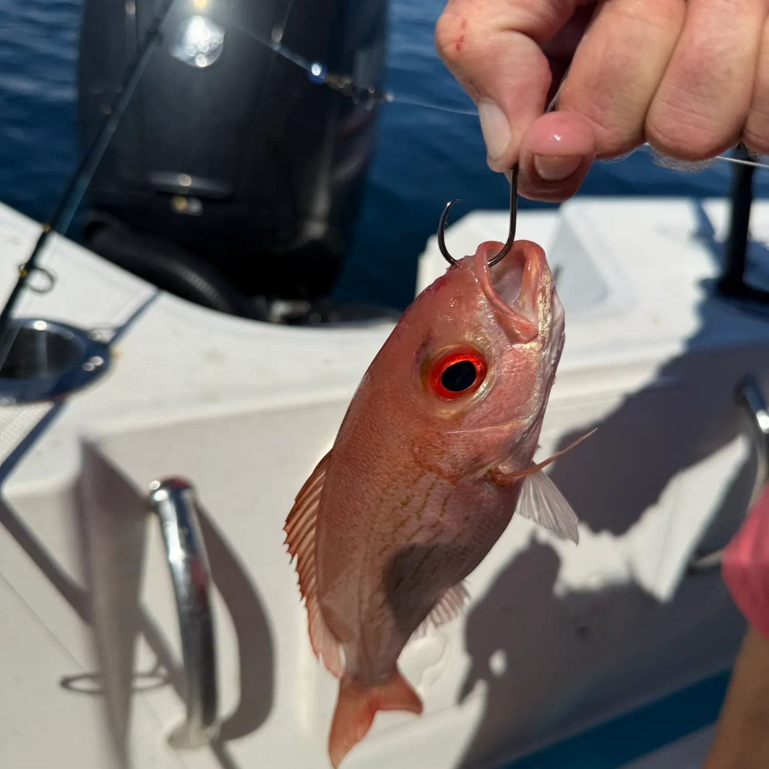 Vermilion snapper caught on Fishbrain