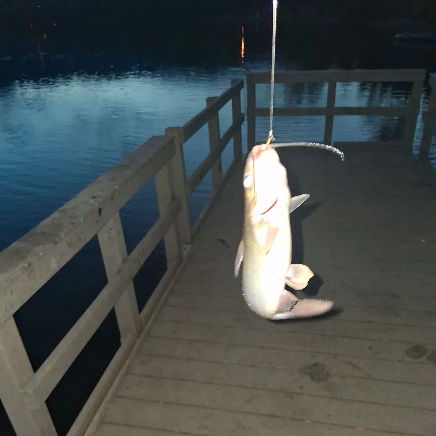 Channel catfish caught on Fishbrain
