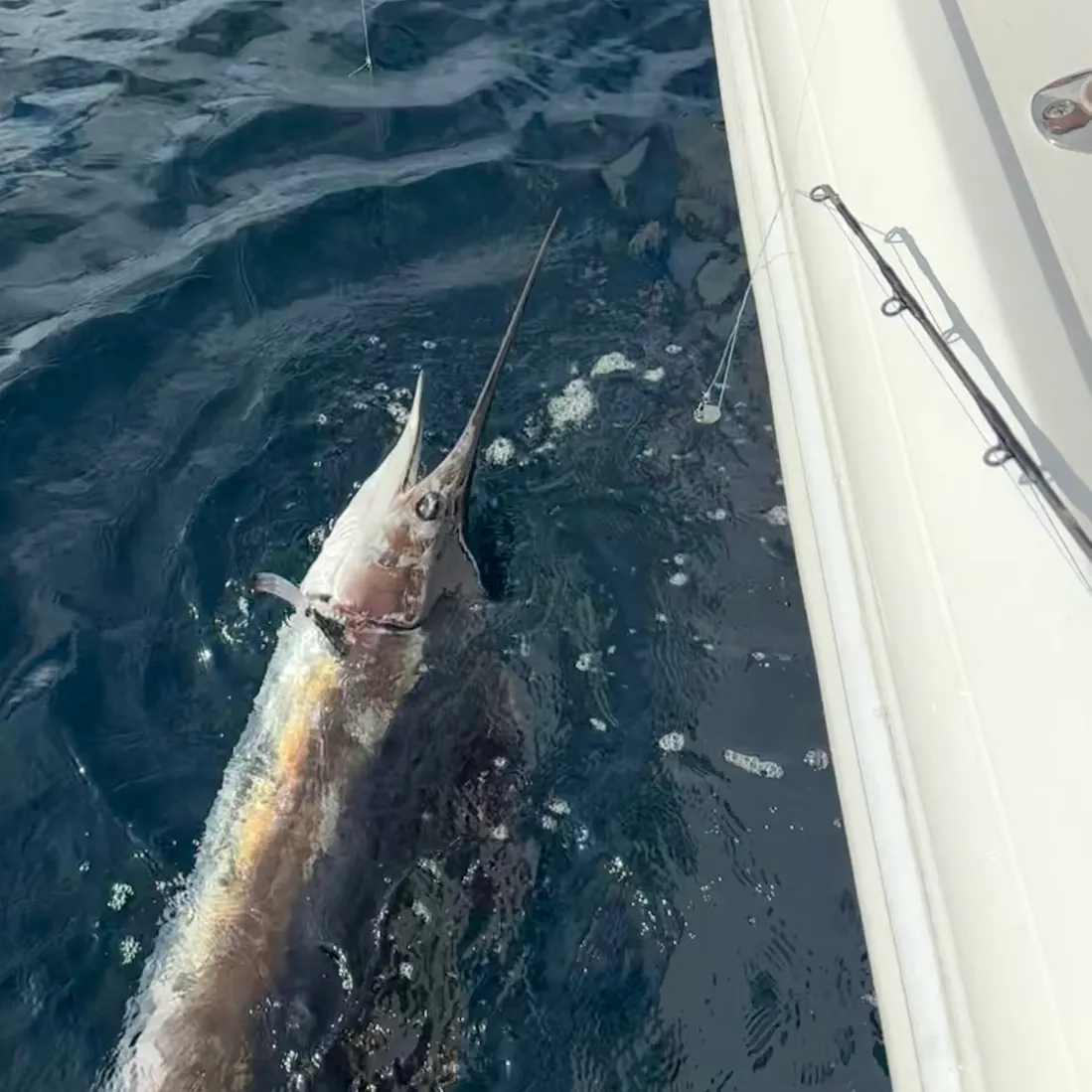 The most recent Atlantic sailfish catches on Fishbrain
