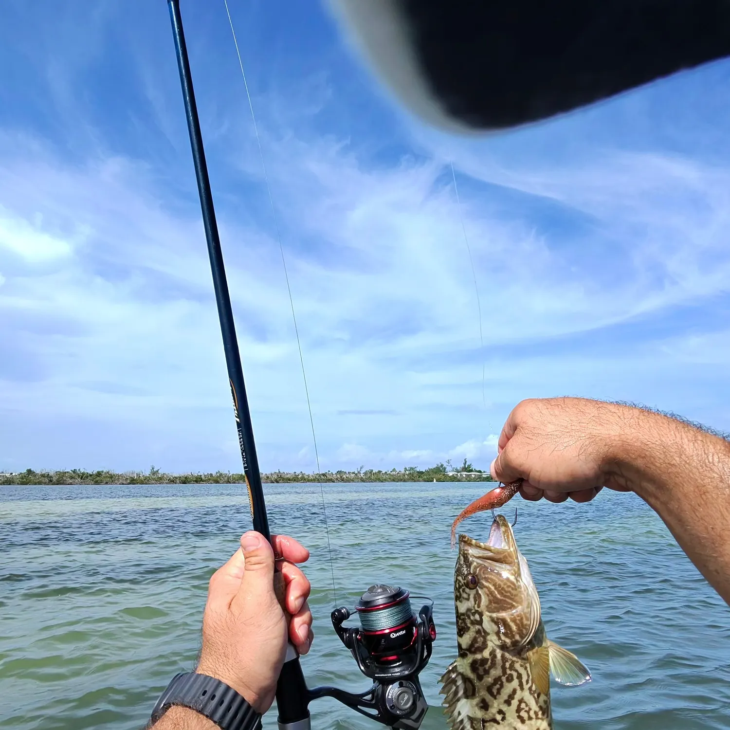 The most recent Gag grouper catches on Fishbrain
