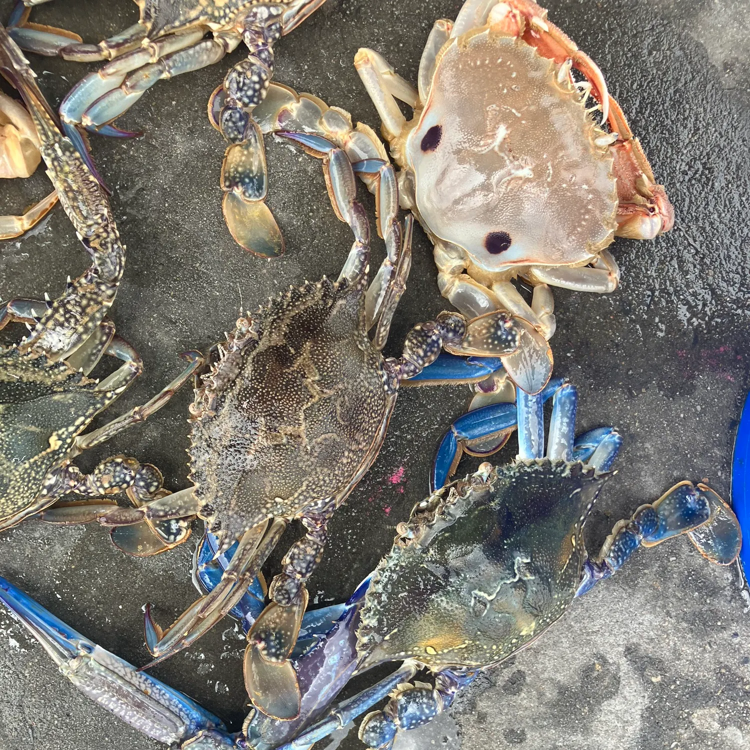 The most recent Blue swimmer crab catches on Fishbrain