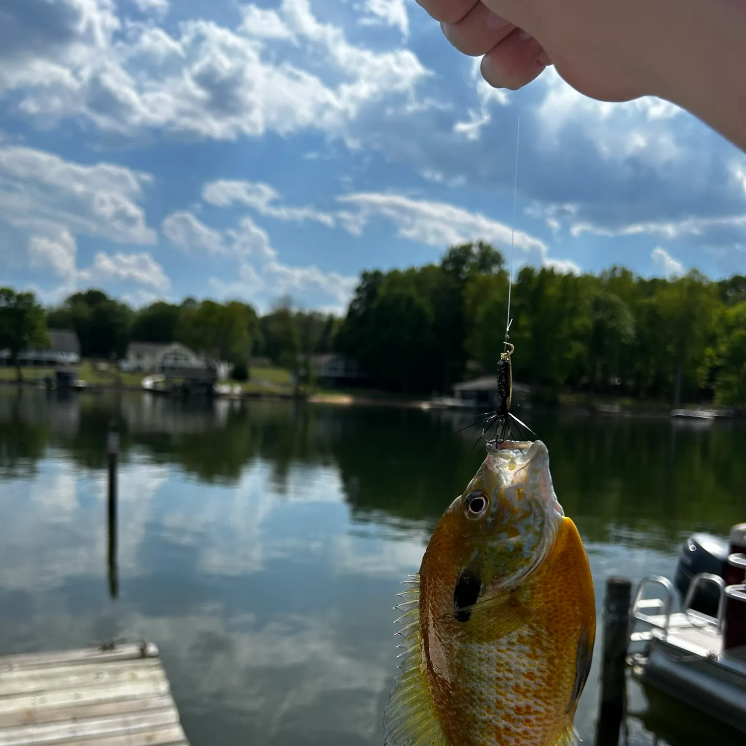 The most recent Redbreast sunfish x bluegill catches on Fishbrain