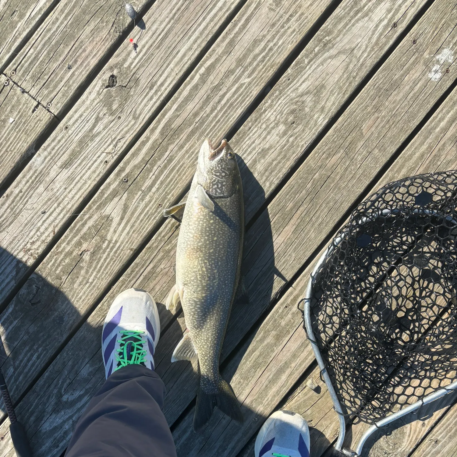 Lake char caught on Fishbrain