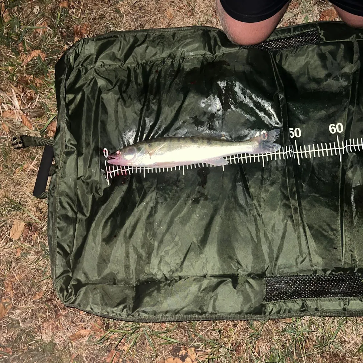 The most recent Zander catches on Fishbrain