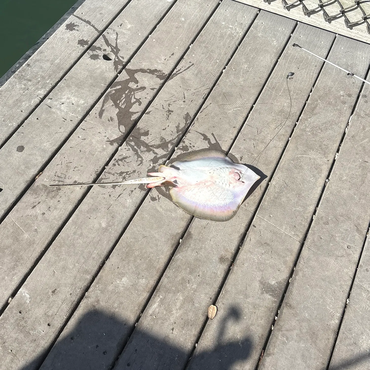 The most recent Sharpnose stingray catches on Fishbrain