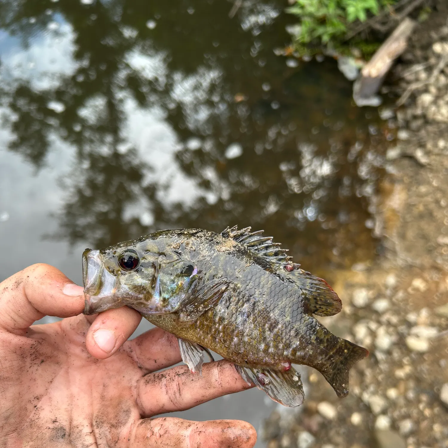 Rock bass caught on Fishbrain