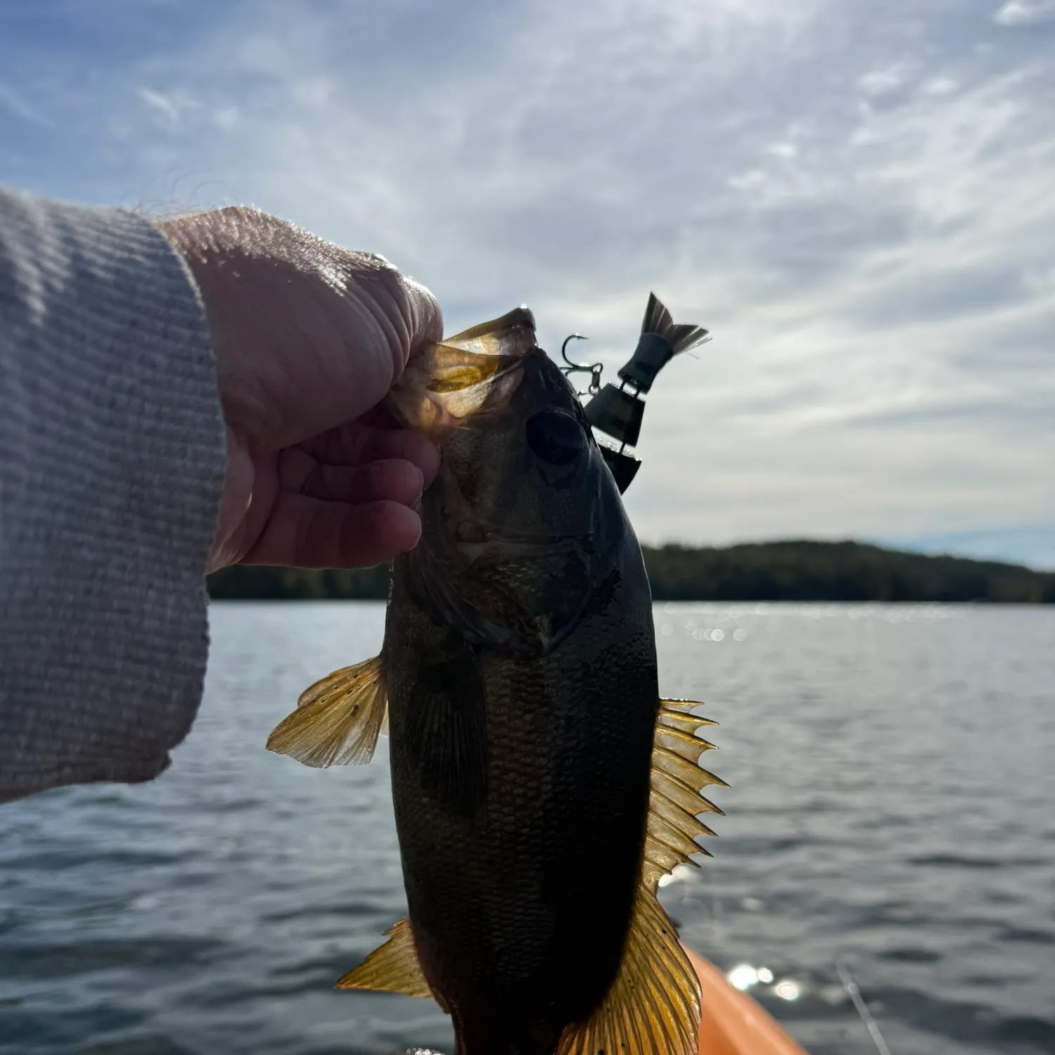 Smallmouth bass caught on Fishbrain