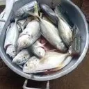 The most recent Crevalle jack catches on Fishbrain