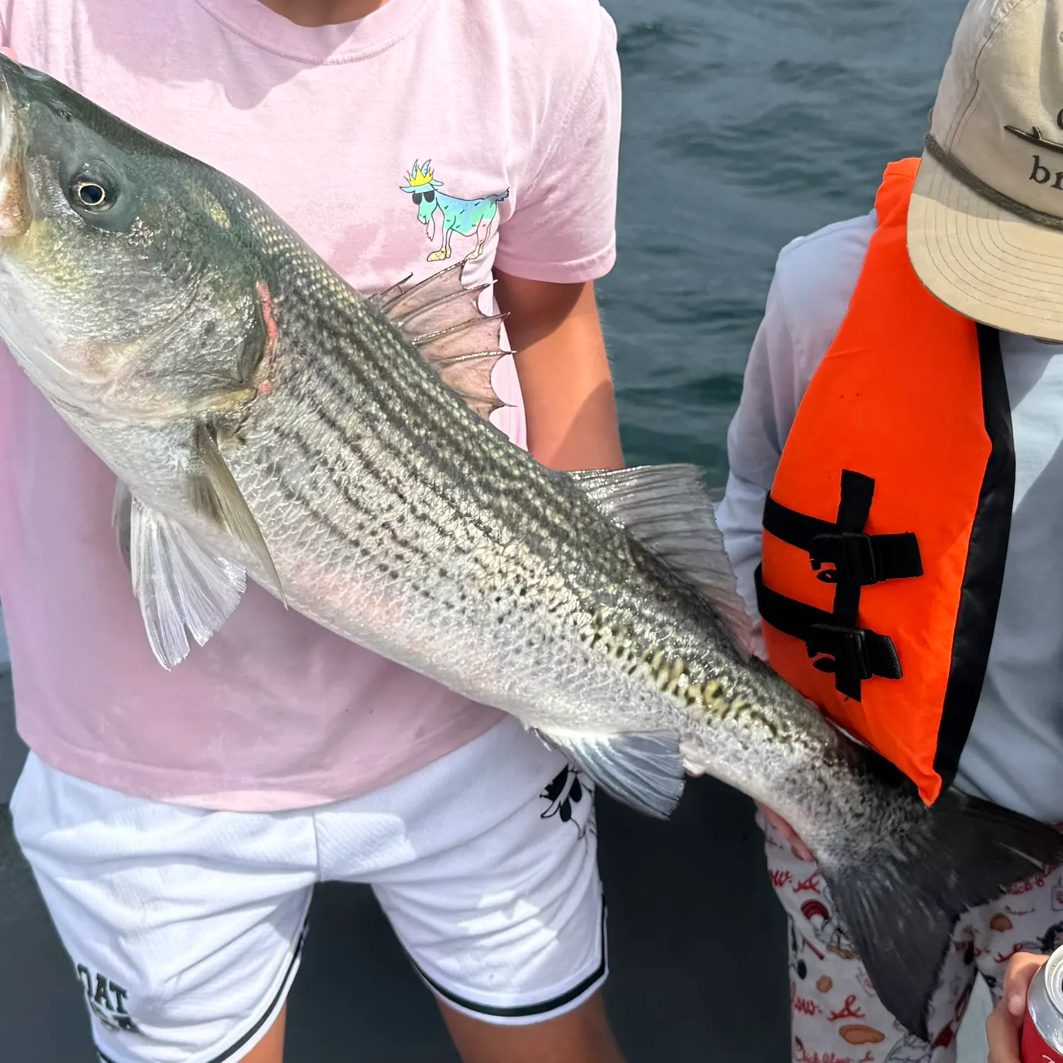 Striped bass caught on Fishbrain