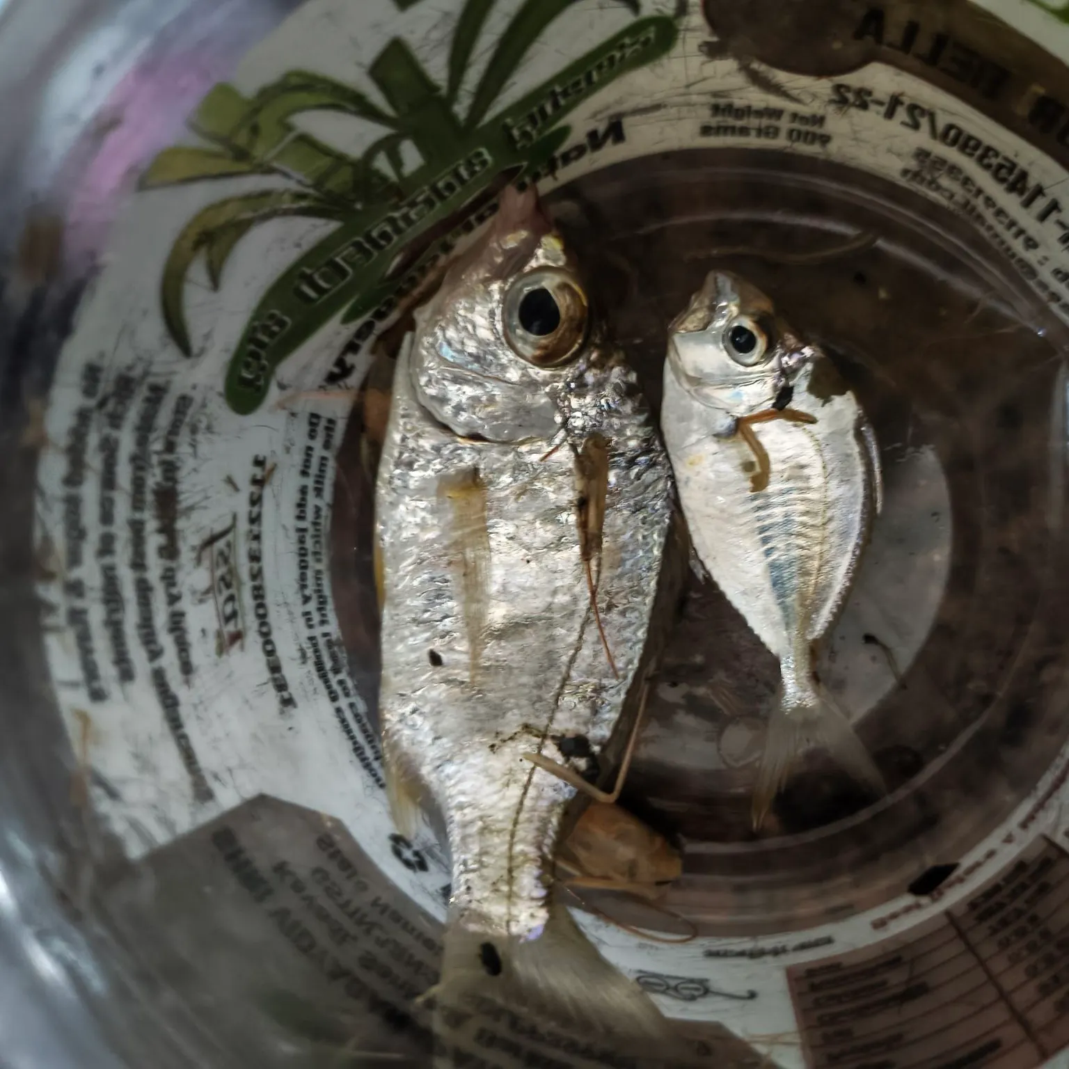 The most recent Leiognathus nuchalis catches on Fishbrain