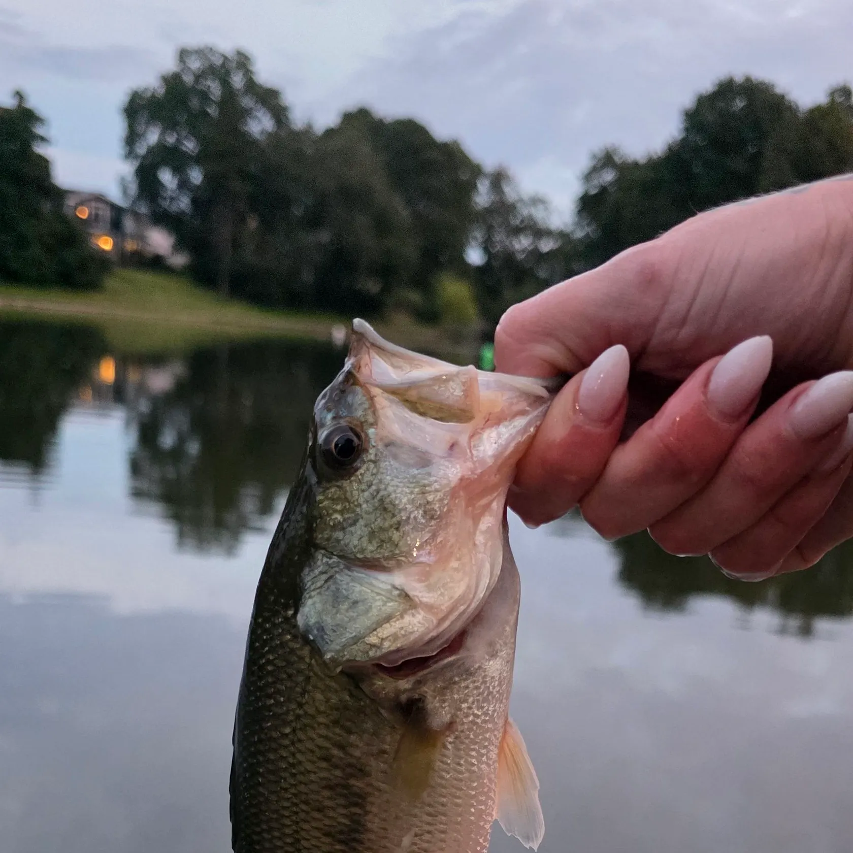 Largemouth bass caught on Fishbrain