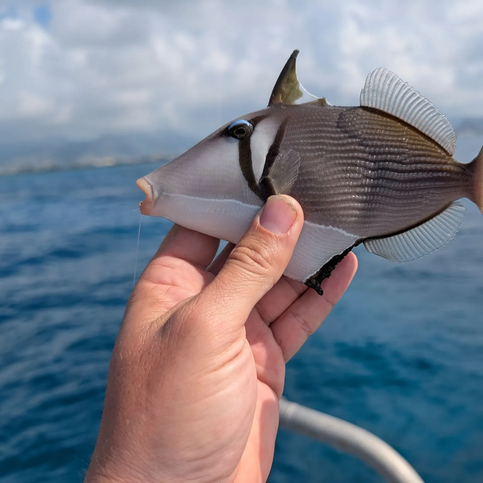 The most recent Boomerang triggerfish catches on Fishbrain