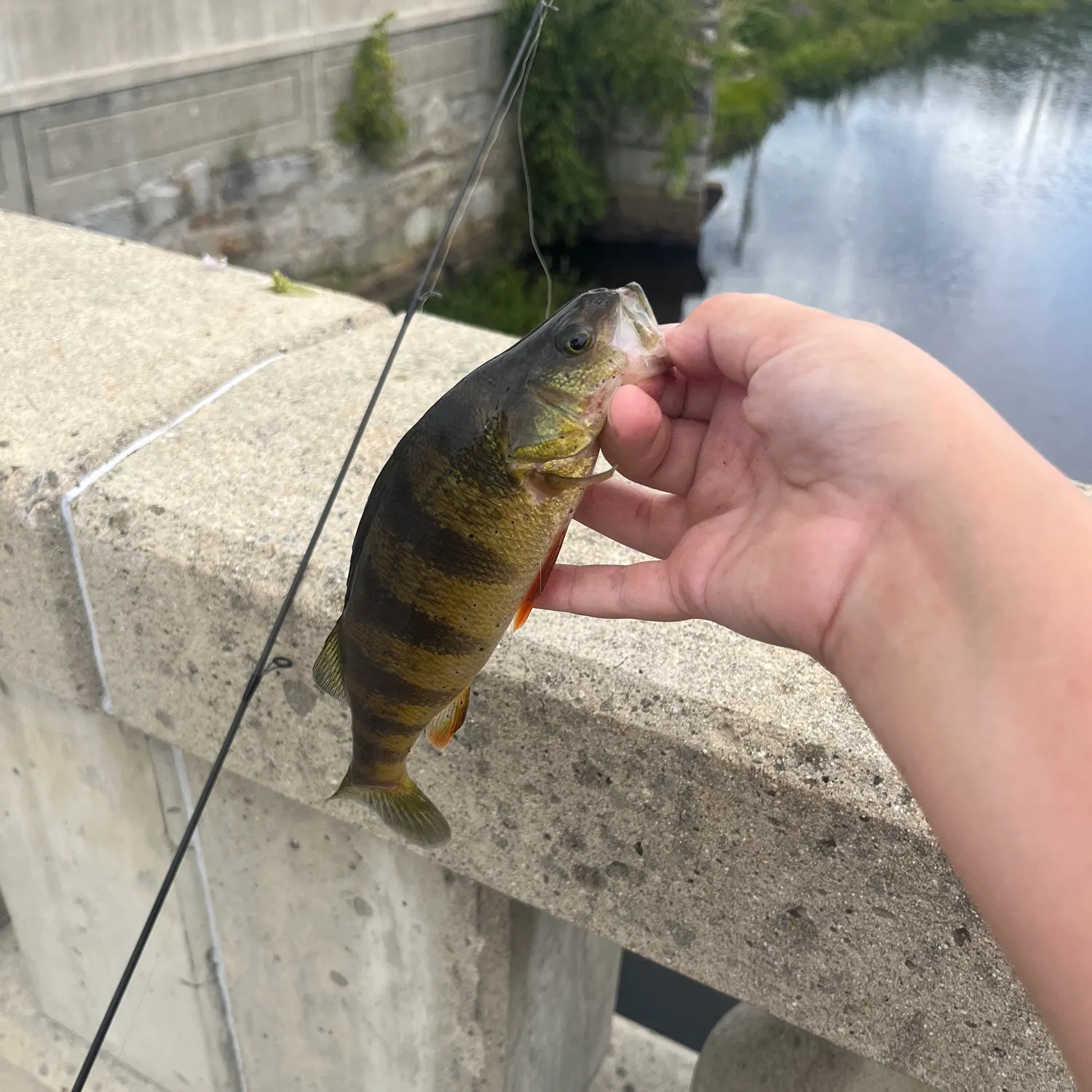 Yellow perch caught on Fishbrain