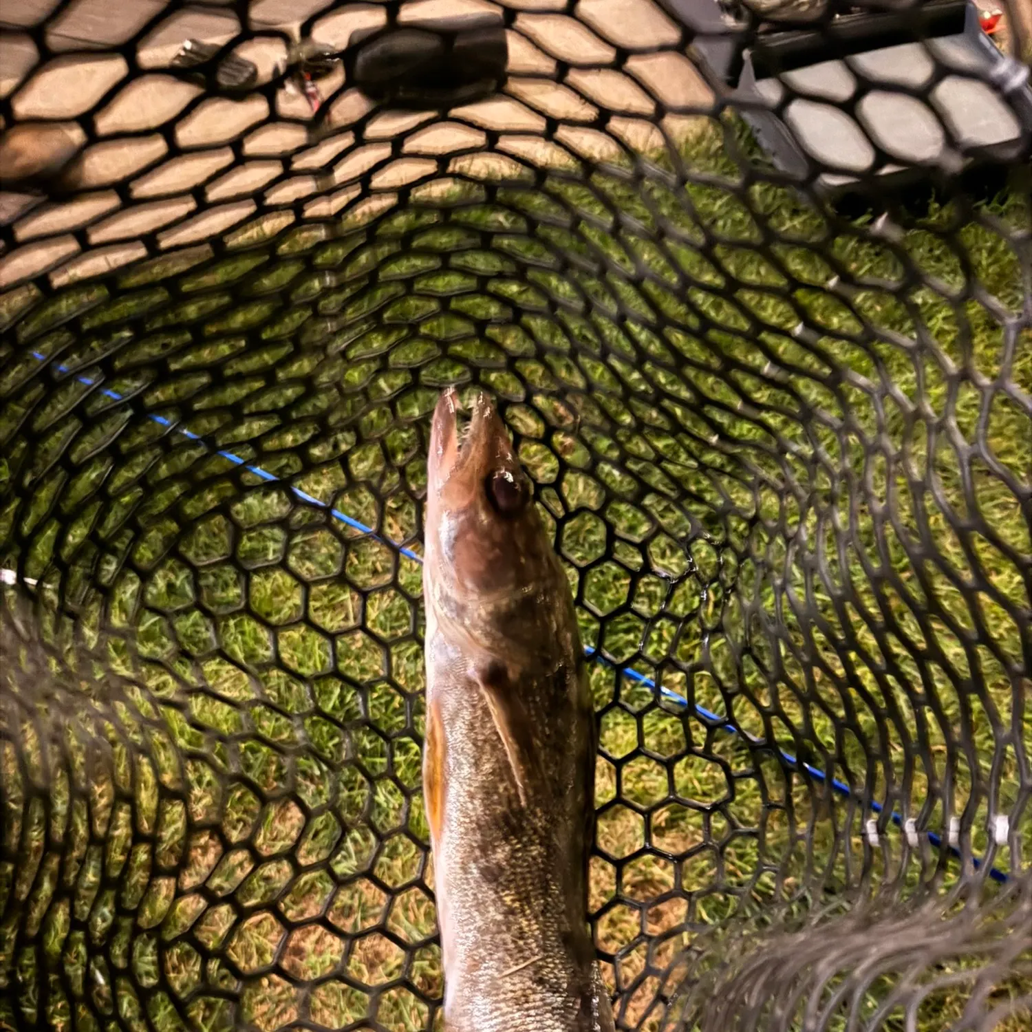Walleye caught on Fishbrain