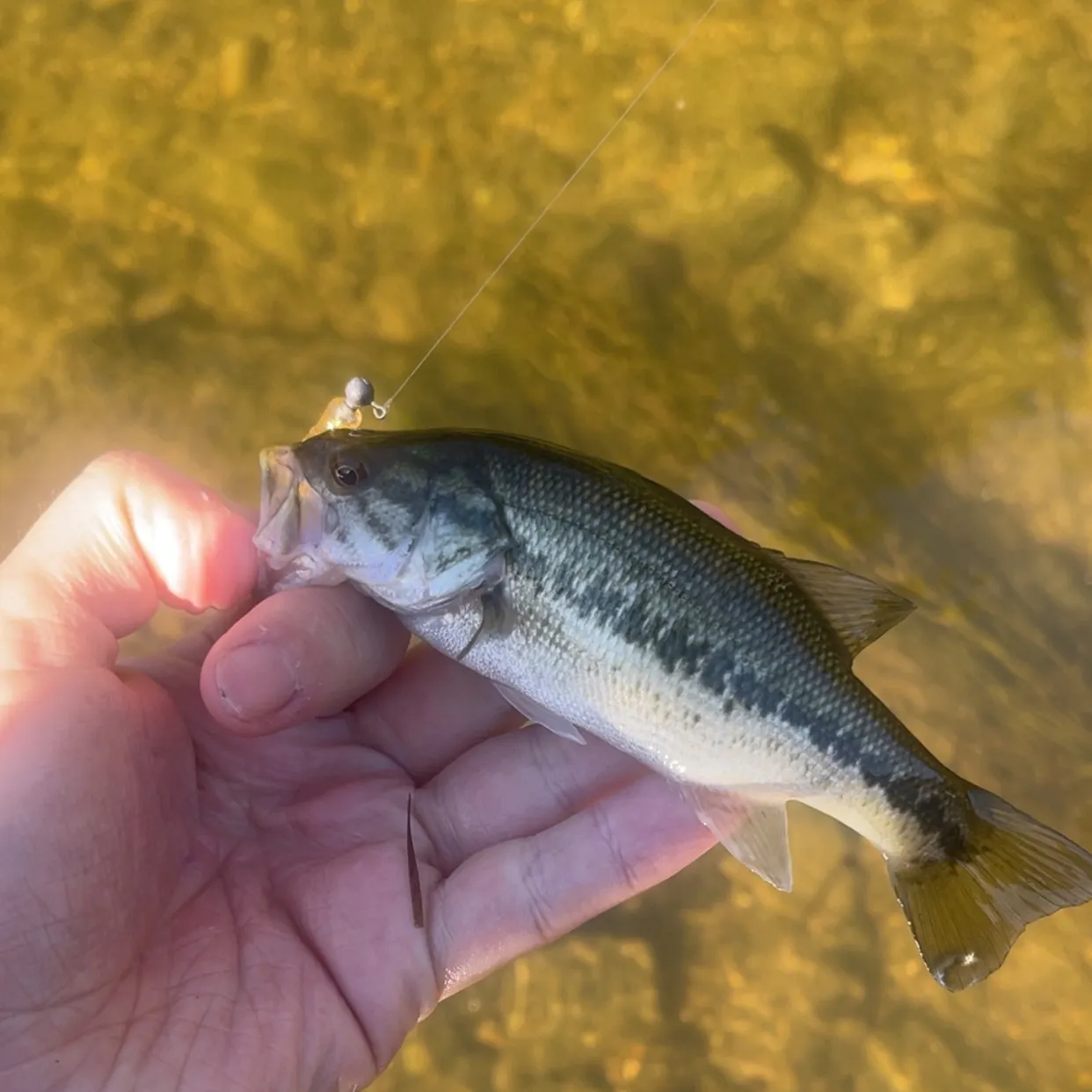 Largemouth bass caught on Fishbrain