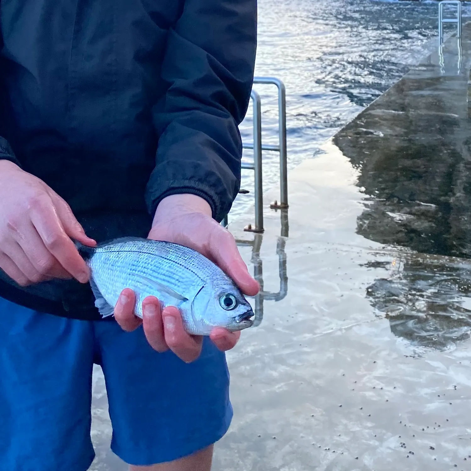 The most recent Spottail seabream catches on Fishbrain