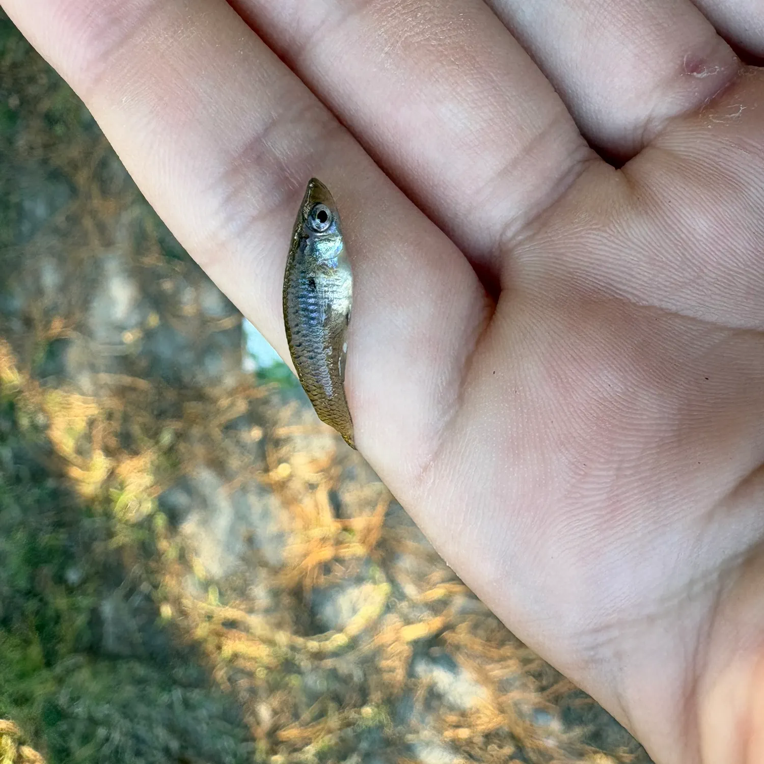 The most recent Eastern mosquitofish catches on Fishbrain