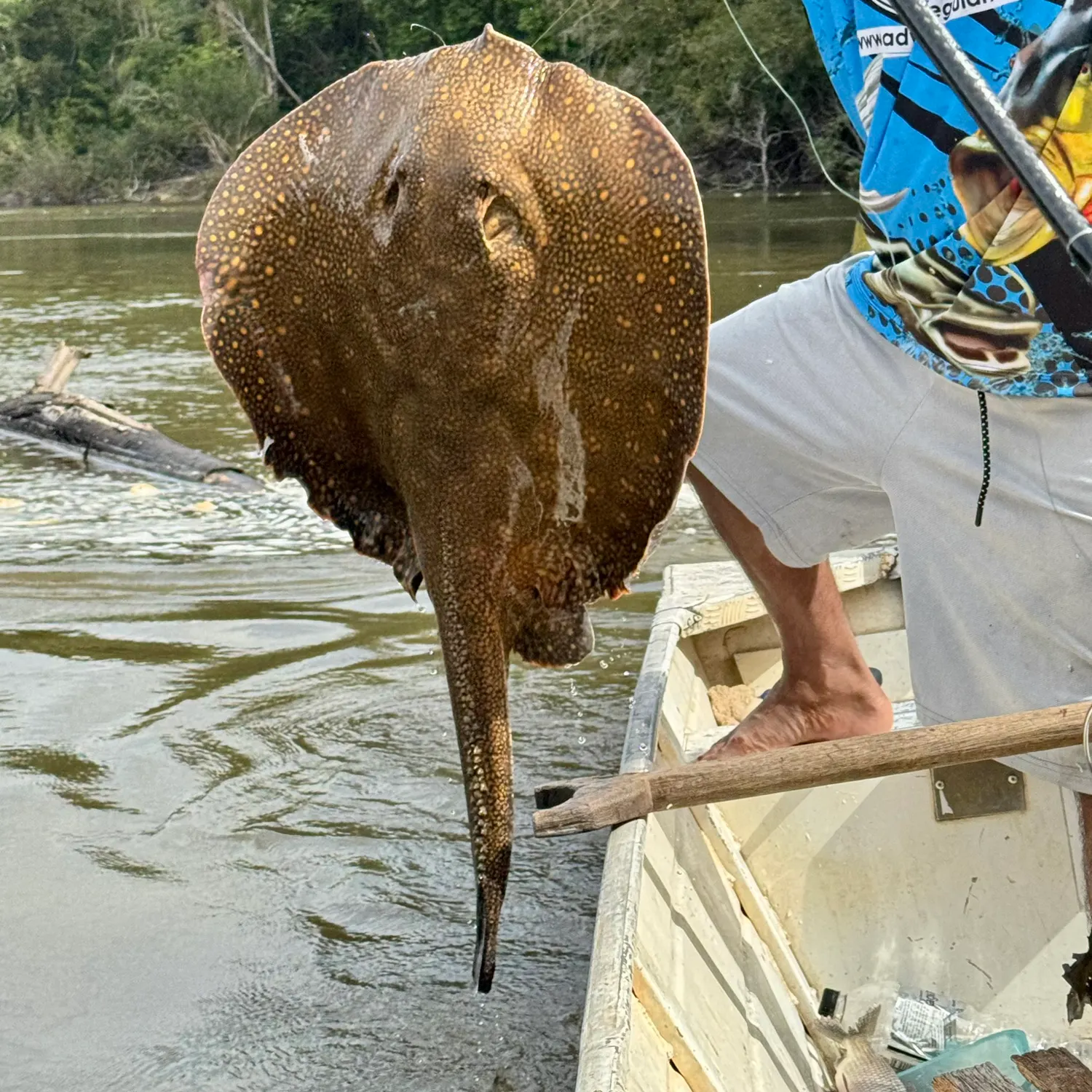 The most recent Smooth back river stingray catches on Fishbrain