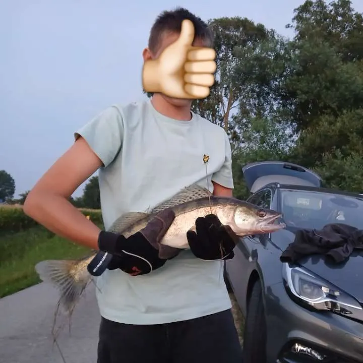 Zander caught on Fishbrain