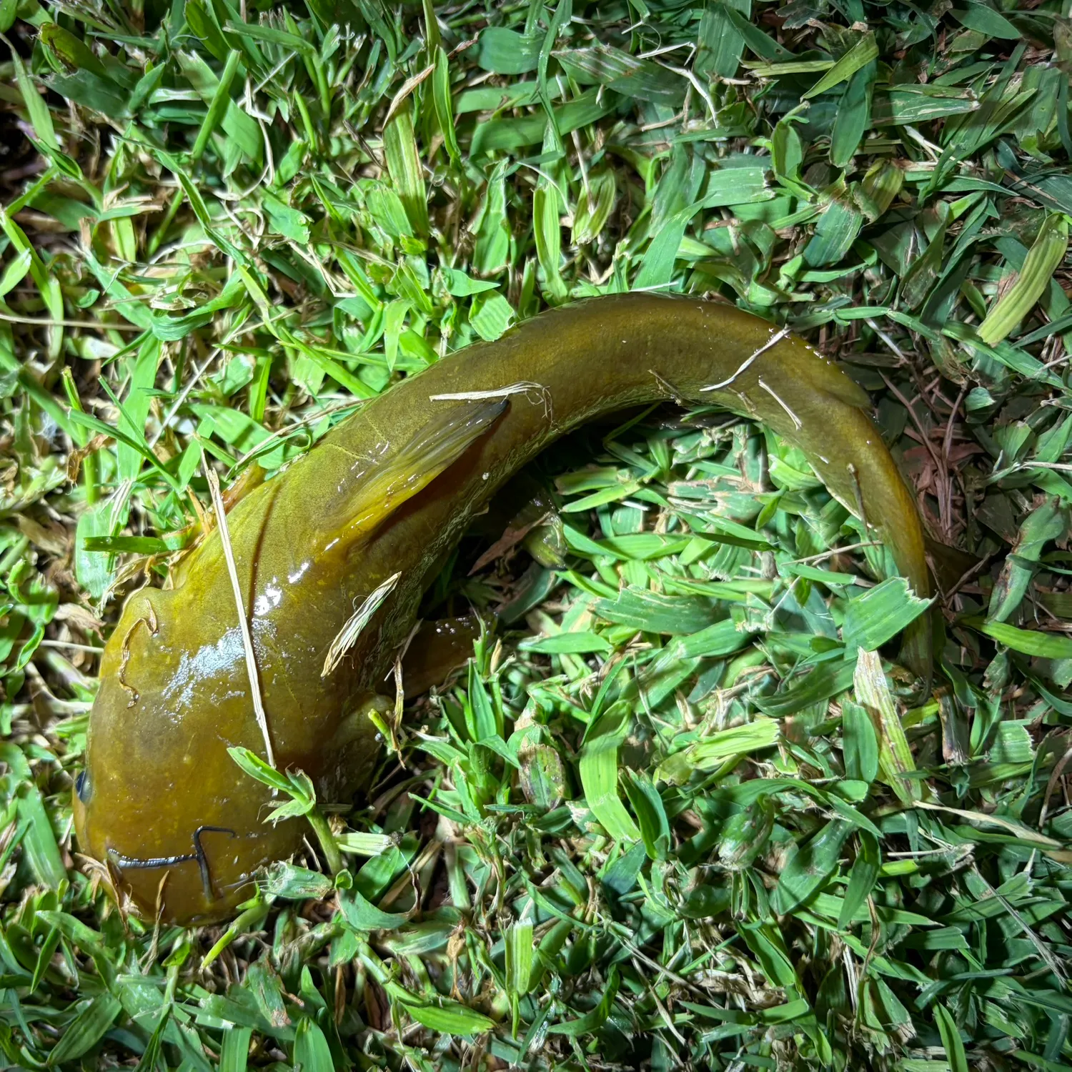 Yellow bullhead caught on Fishbrain