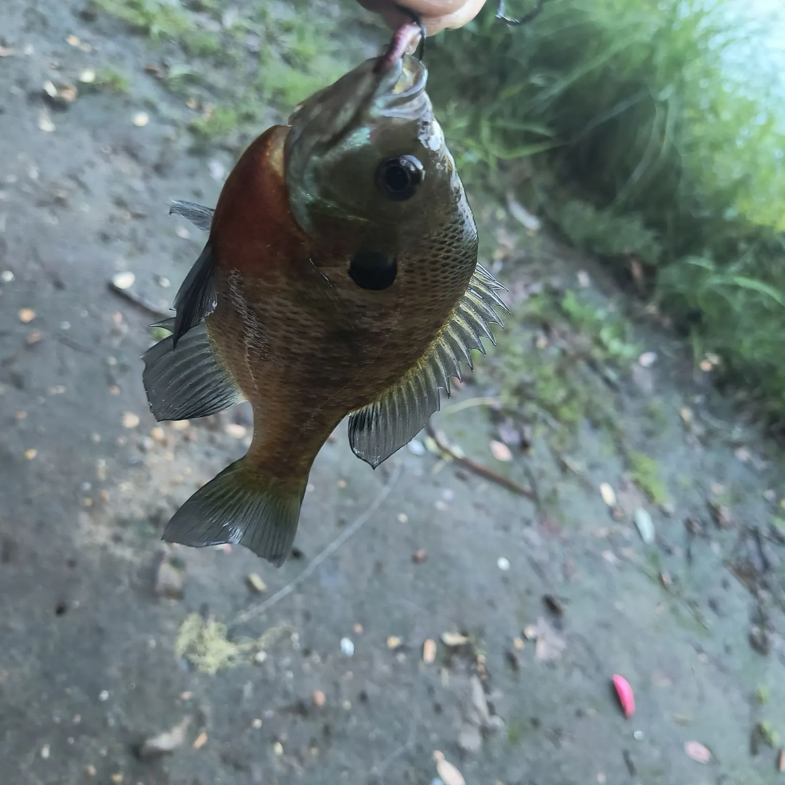 Bluegill caught on Fishbrain