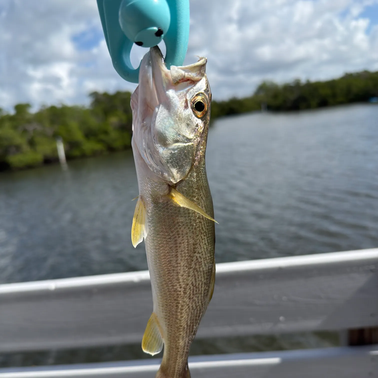 The most recent Gray weakfish catches on Fishbrain
