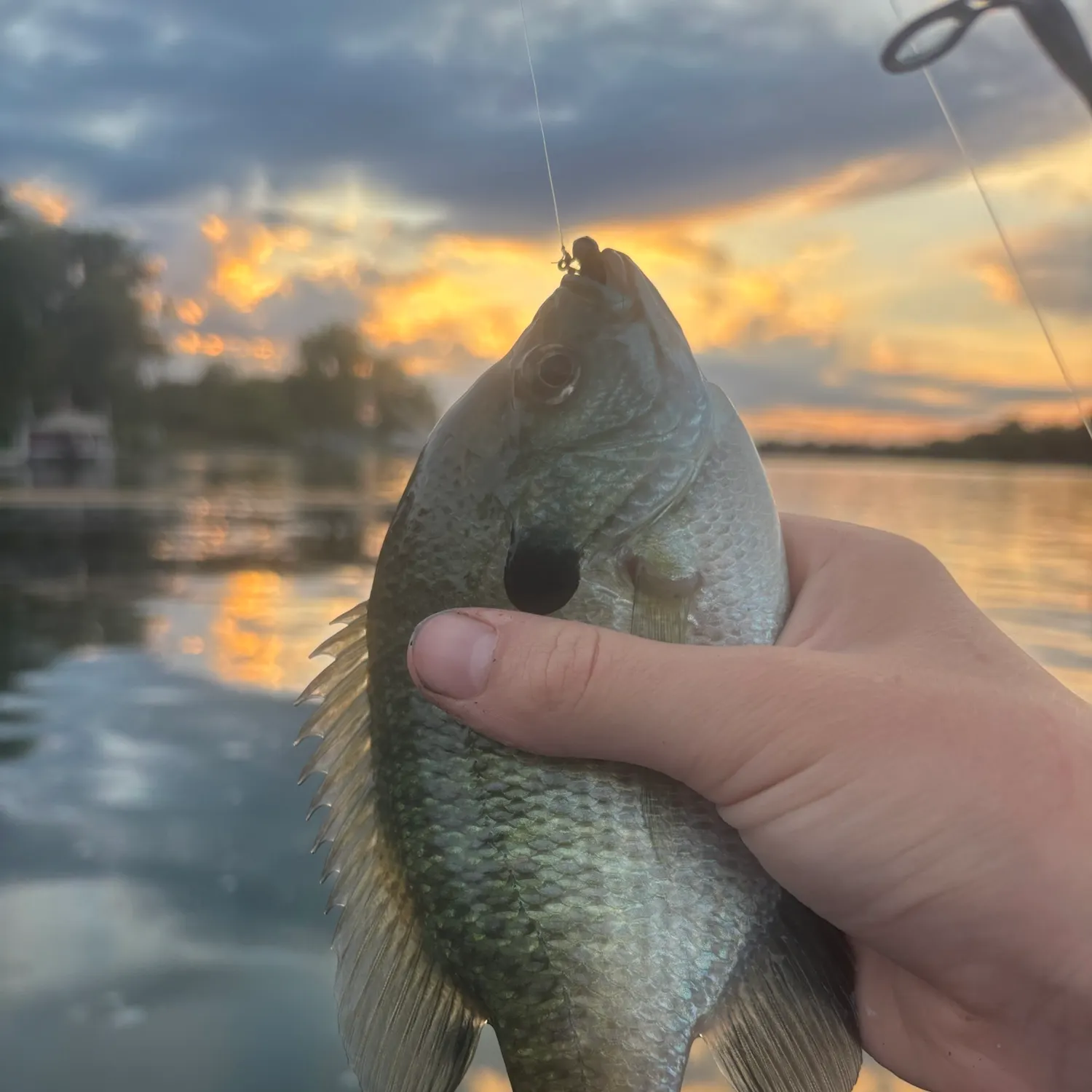 Bluegill caught on Fishbrain