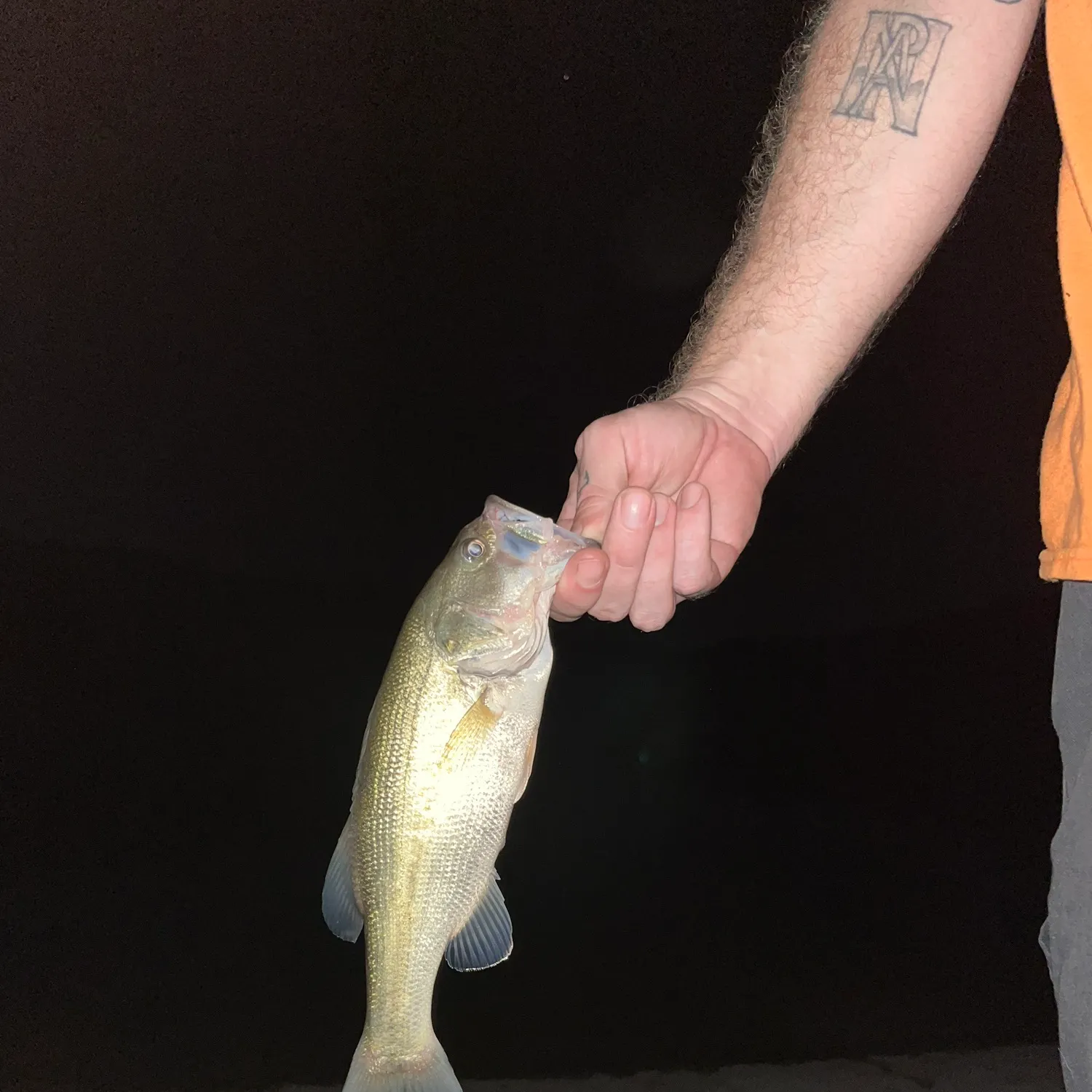 Largemouth bass caught on Fishbrain