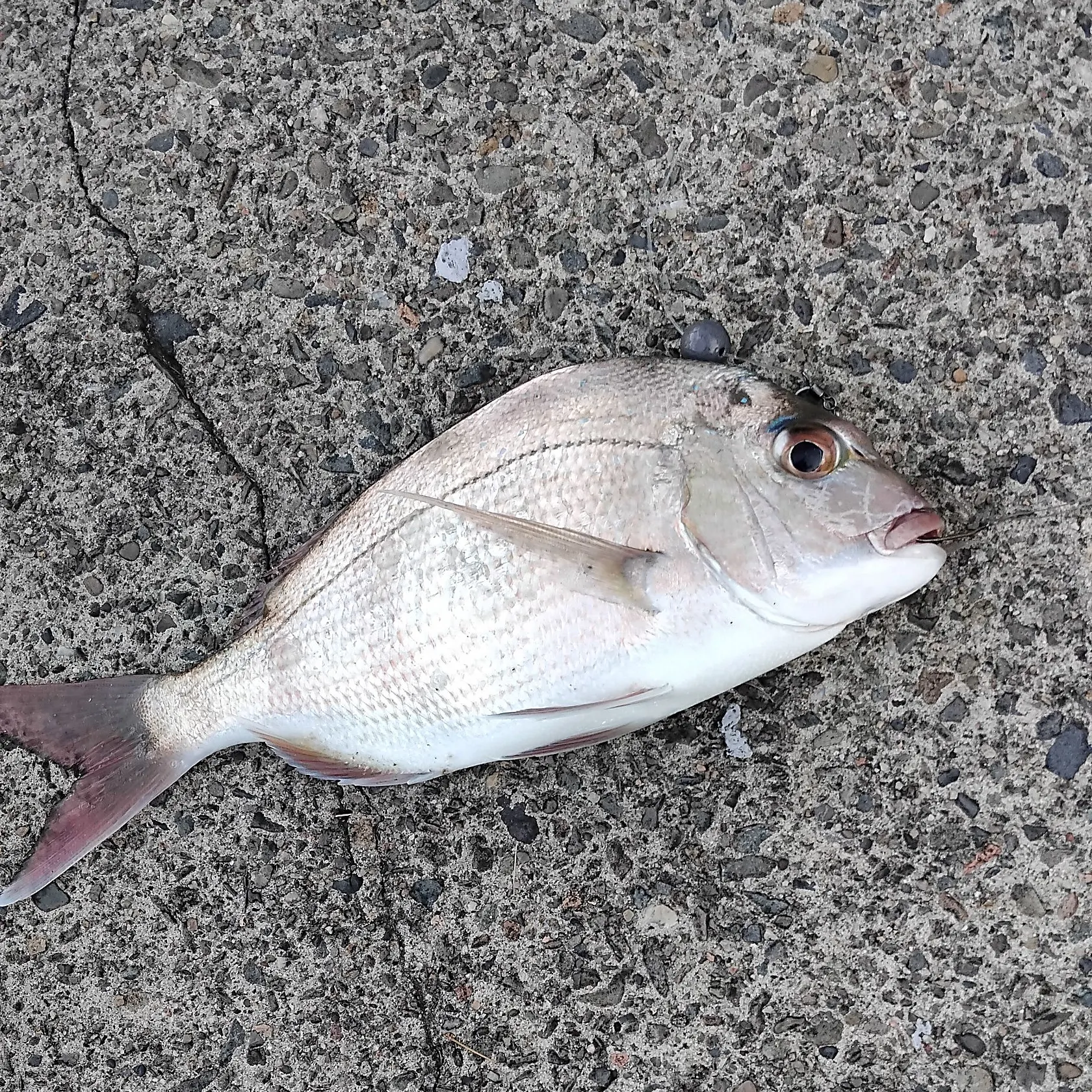 Australasian snapper caught on Fishbrain