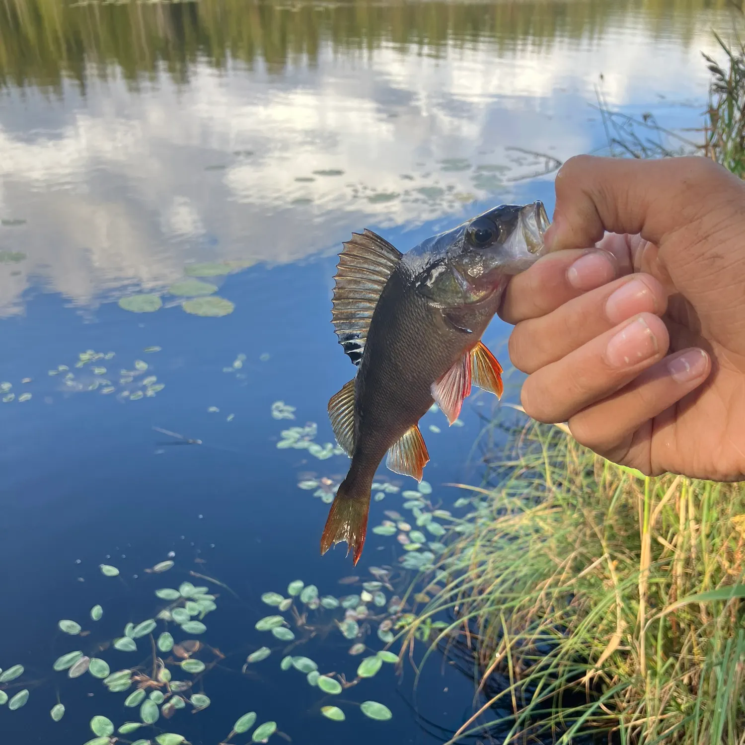 European perch caught on Fishbrain