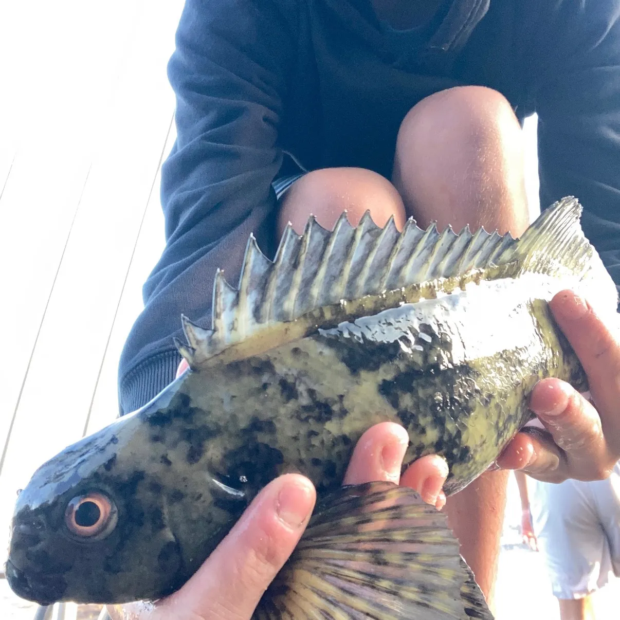 The most recent Rock cale catches on Fishbrain