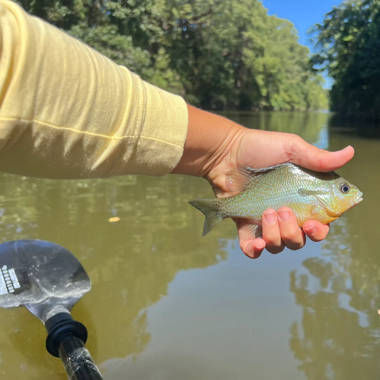 Longear sunfish caught on Fishbrain