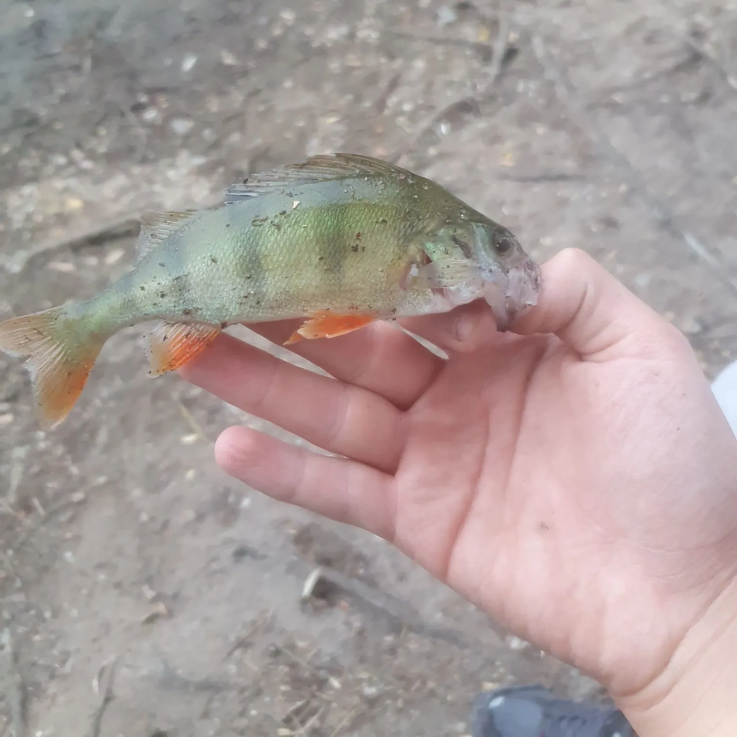 European perch caught on Fishbrain