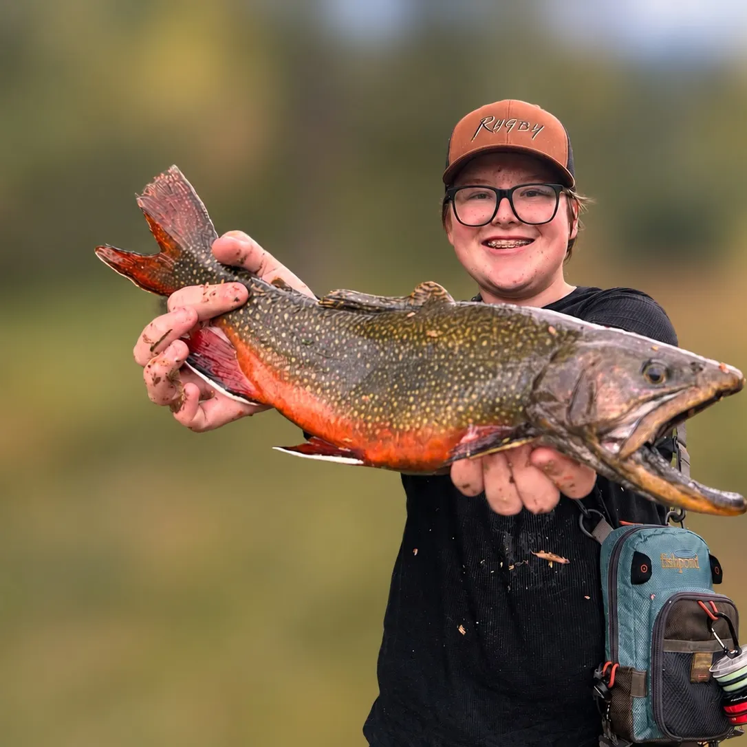 Brook trout caught on Fishbrain