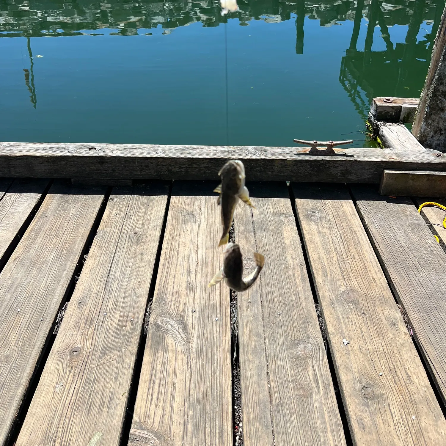 The most recent Spinyhead sculpin catches on Fishbrain