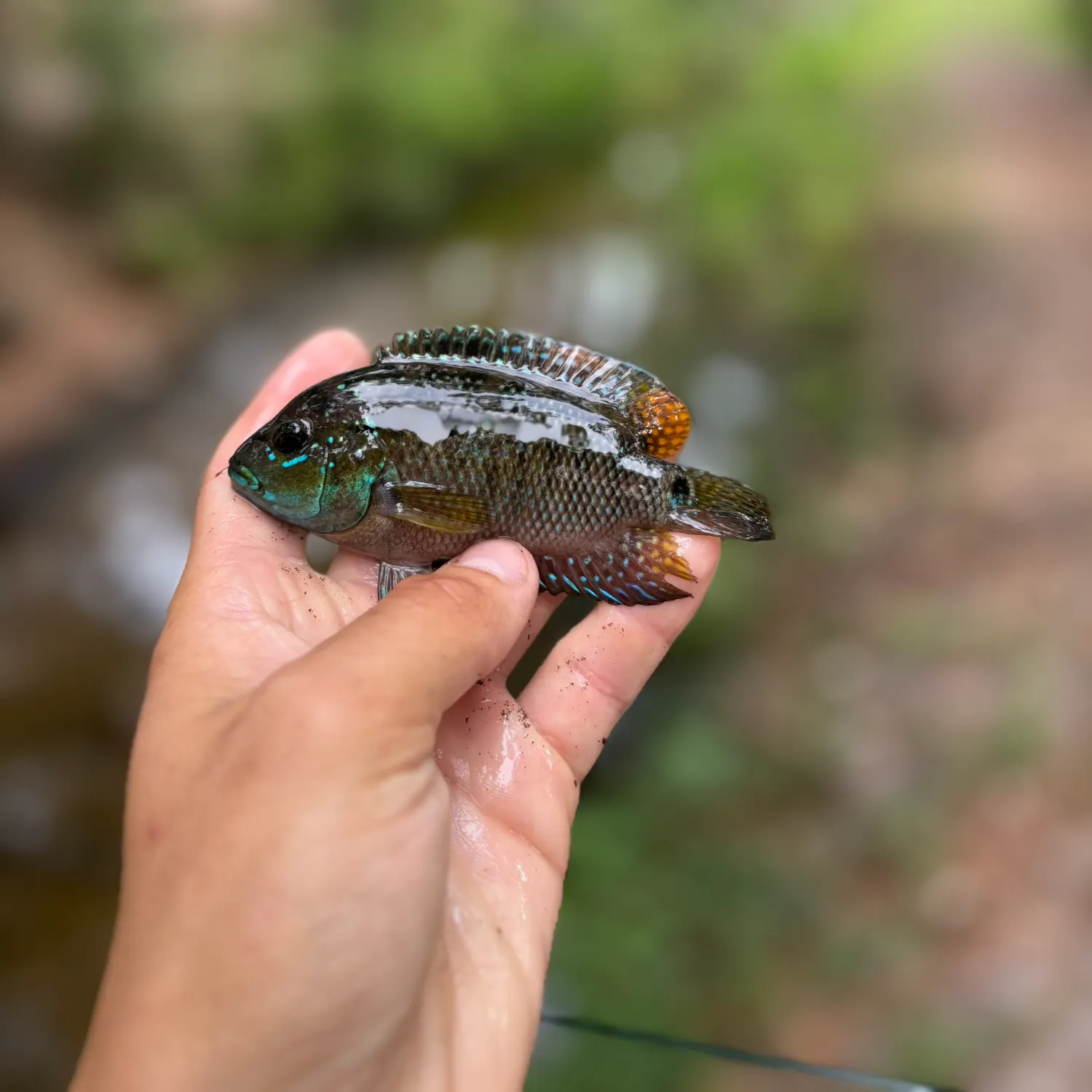 The most recent Jack Dempsey cichlid catches on Fishbrain