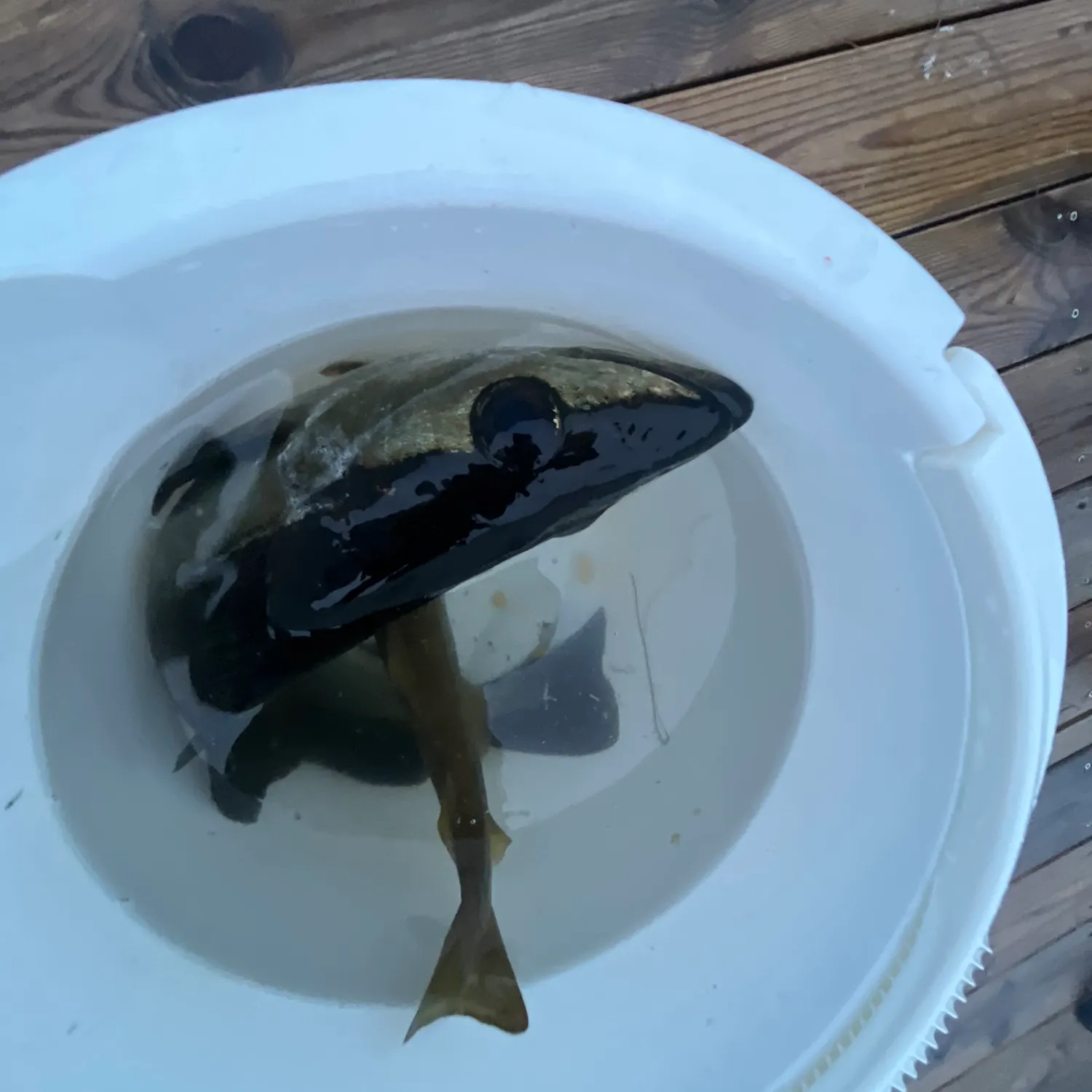 Fish caught on Fishbrain