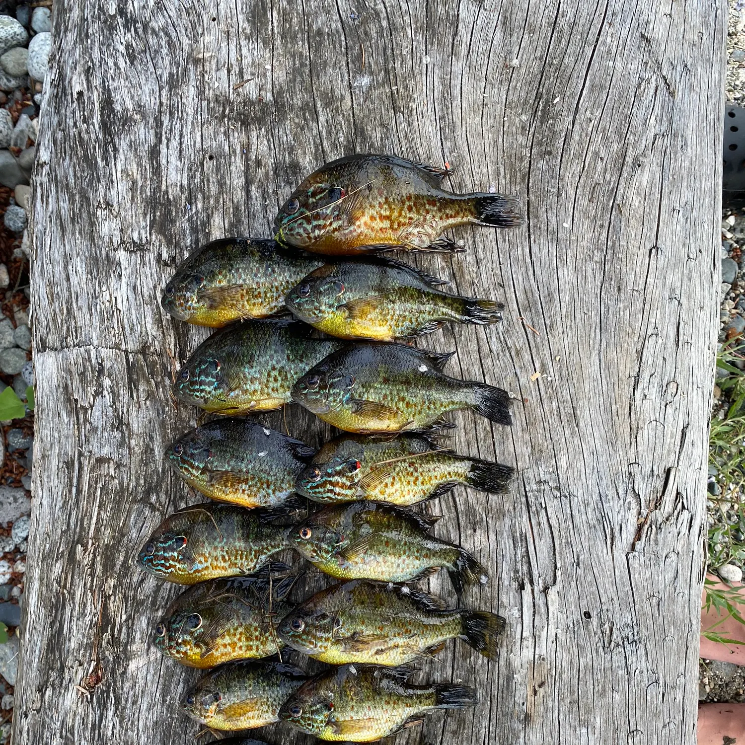 recently logged catches