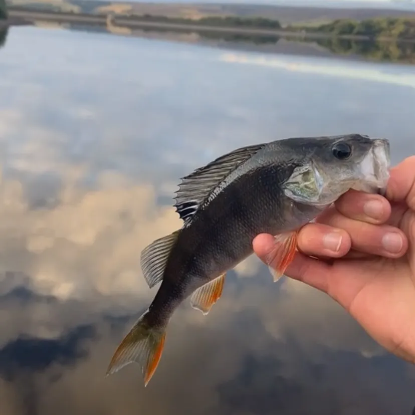European perch caught on Fishbrain