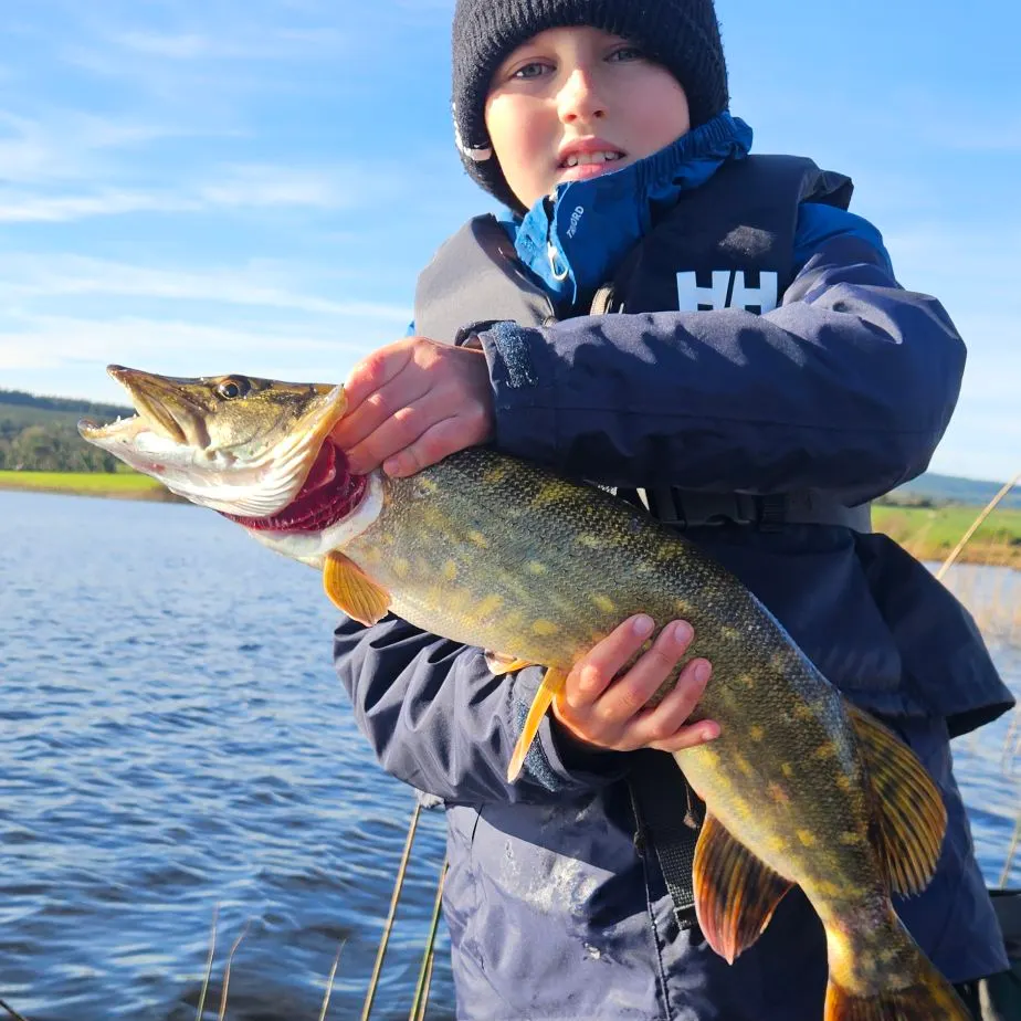 Northern pike caught on Fishbrain