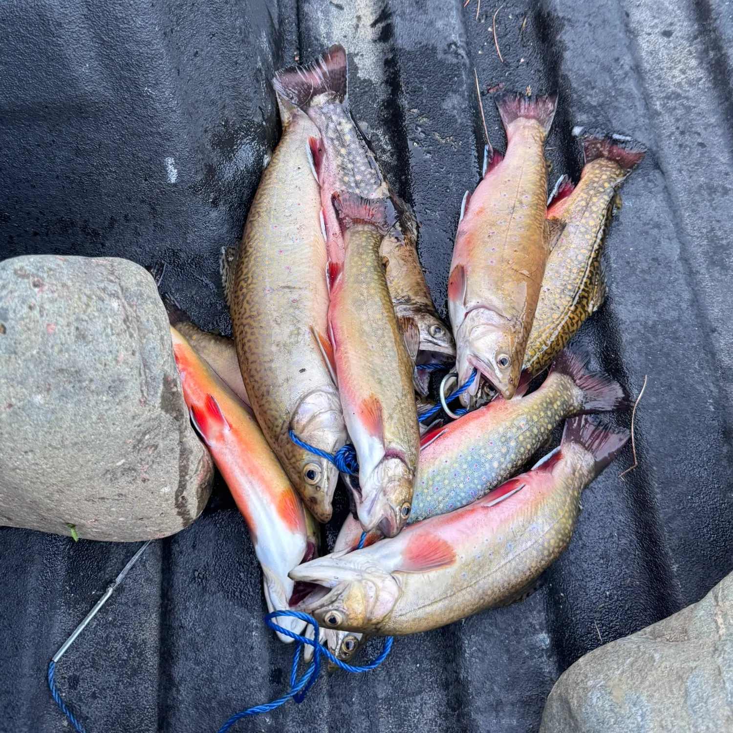 recently logged catches