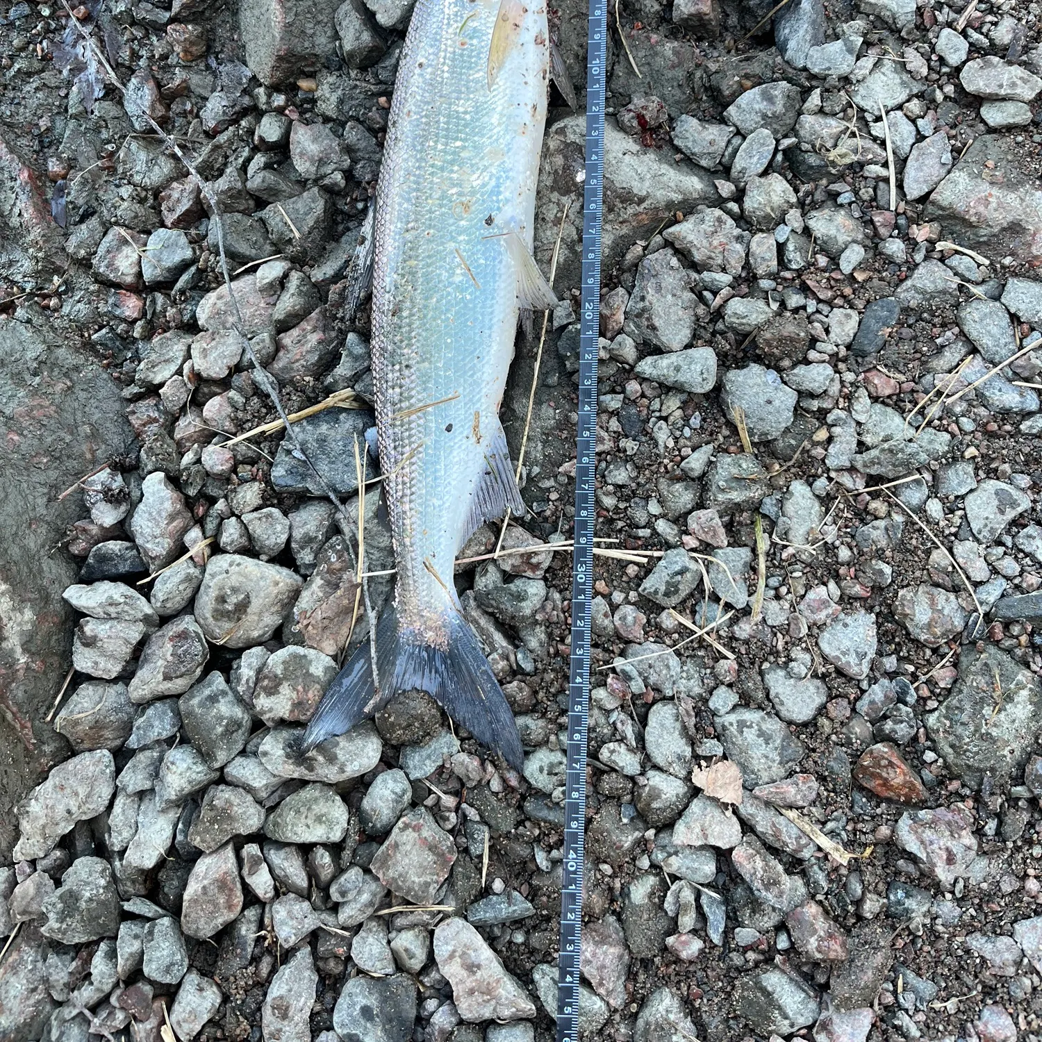 The most recent European whitefish catches on Fishbrain