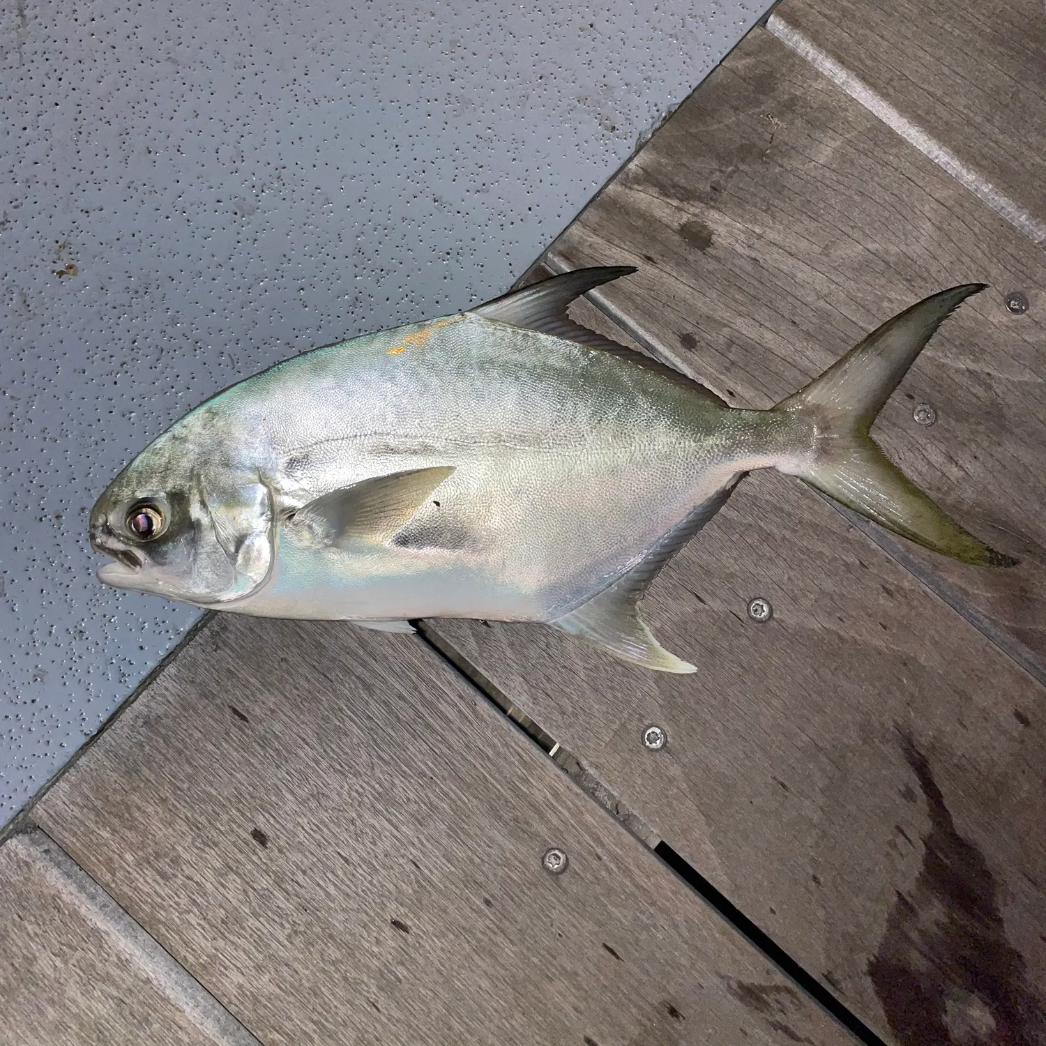 The most recent Florida pompano catches on Fishbrain