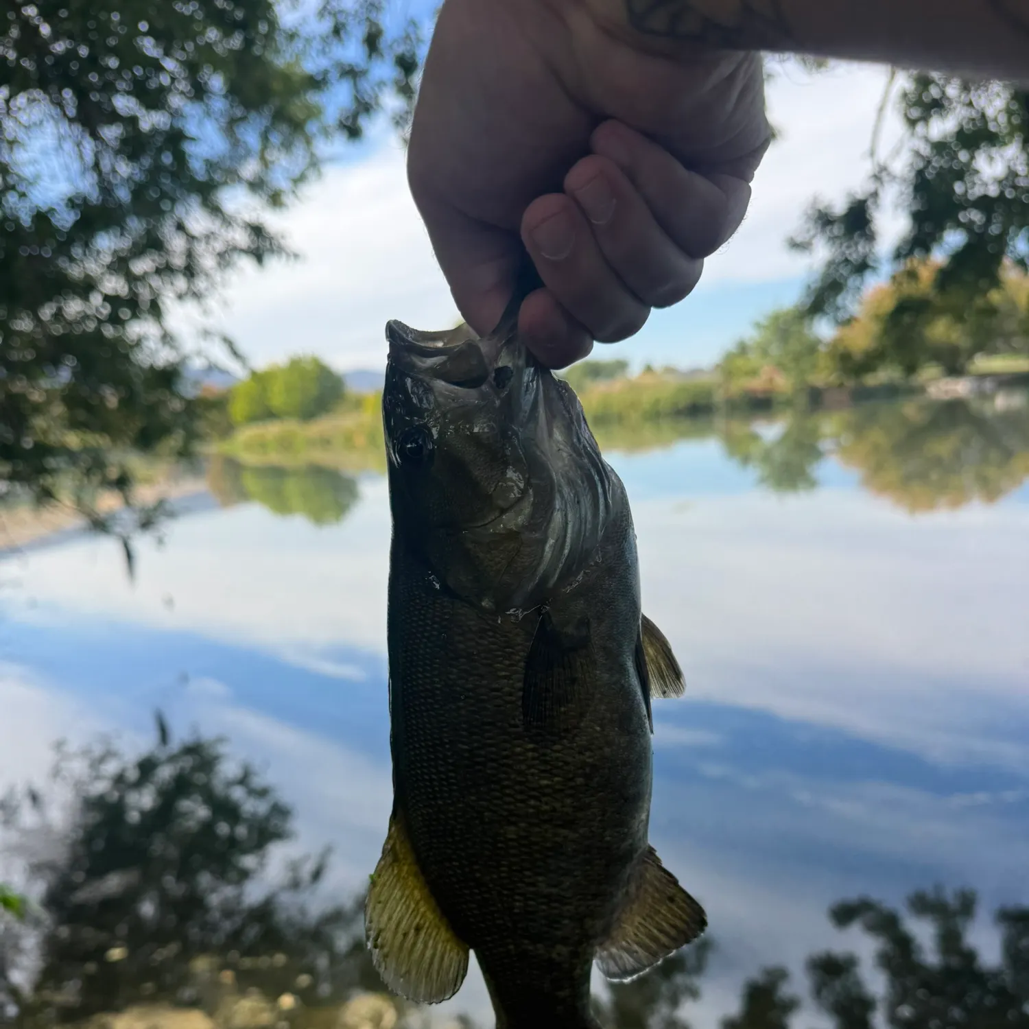 Smallmouth bass caught on Fishbrain