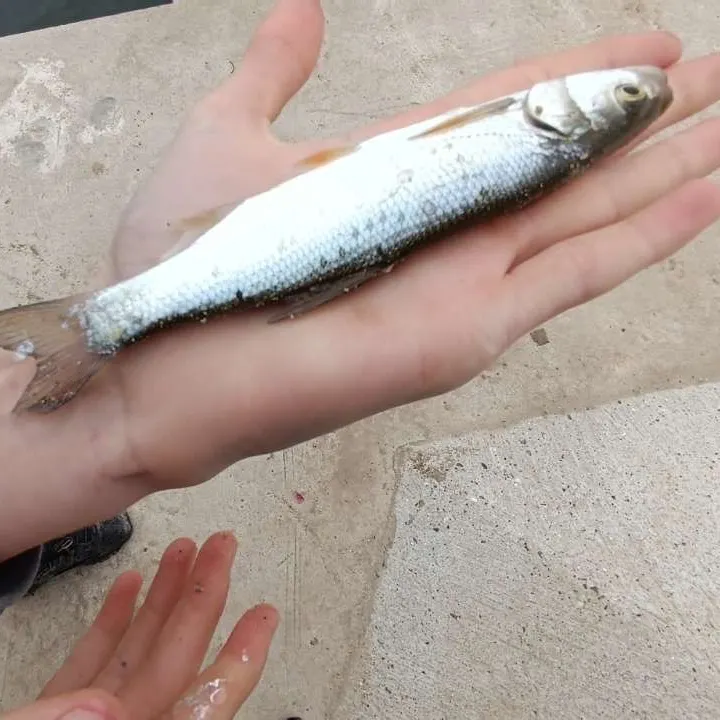 The most recent Thessaly bleak catches on Fishbrain