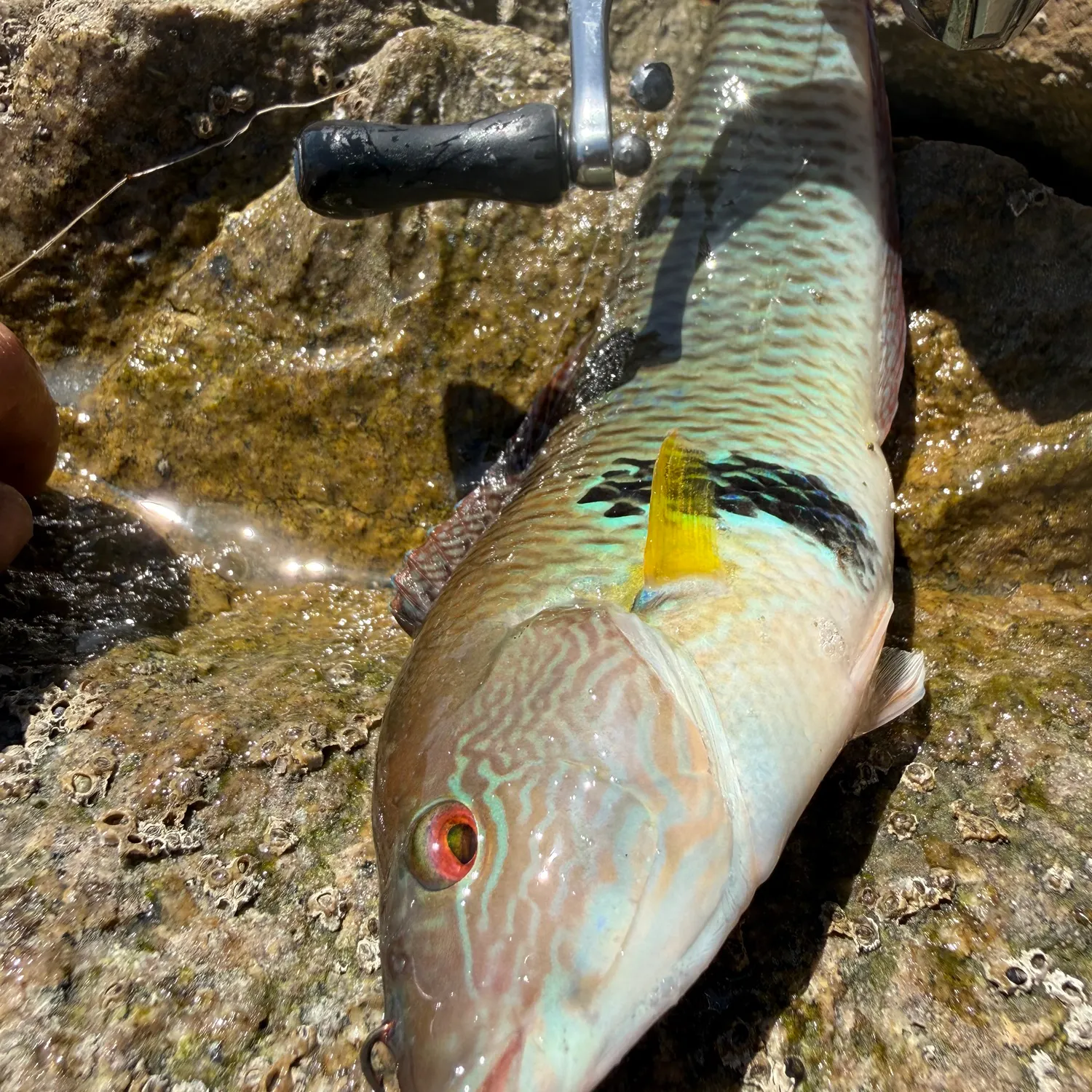 The most recent Rock wrasse catches on Fishbrain