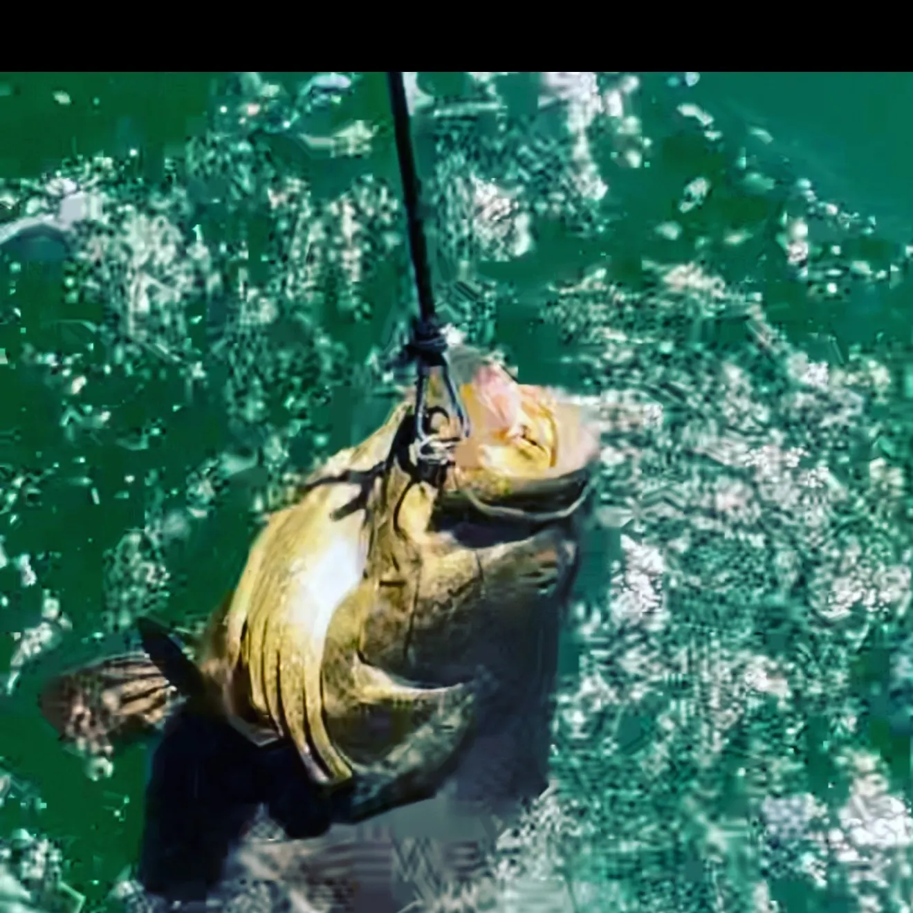The most recent Pacific goliath grouper catches on Fishbrain