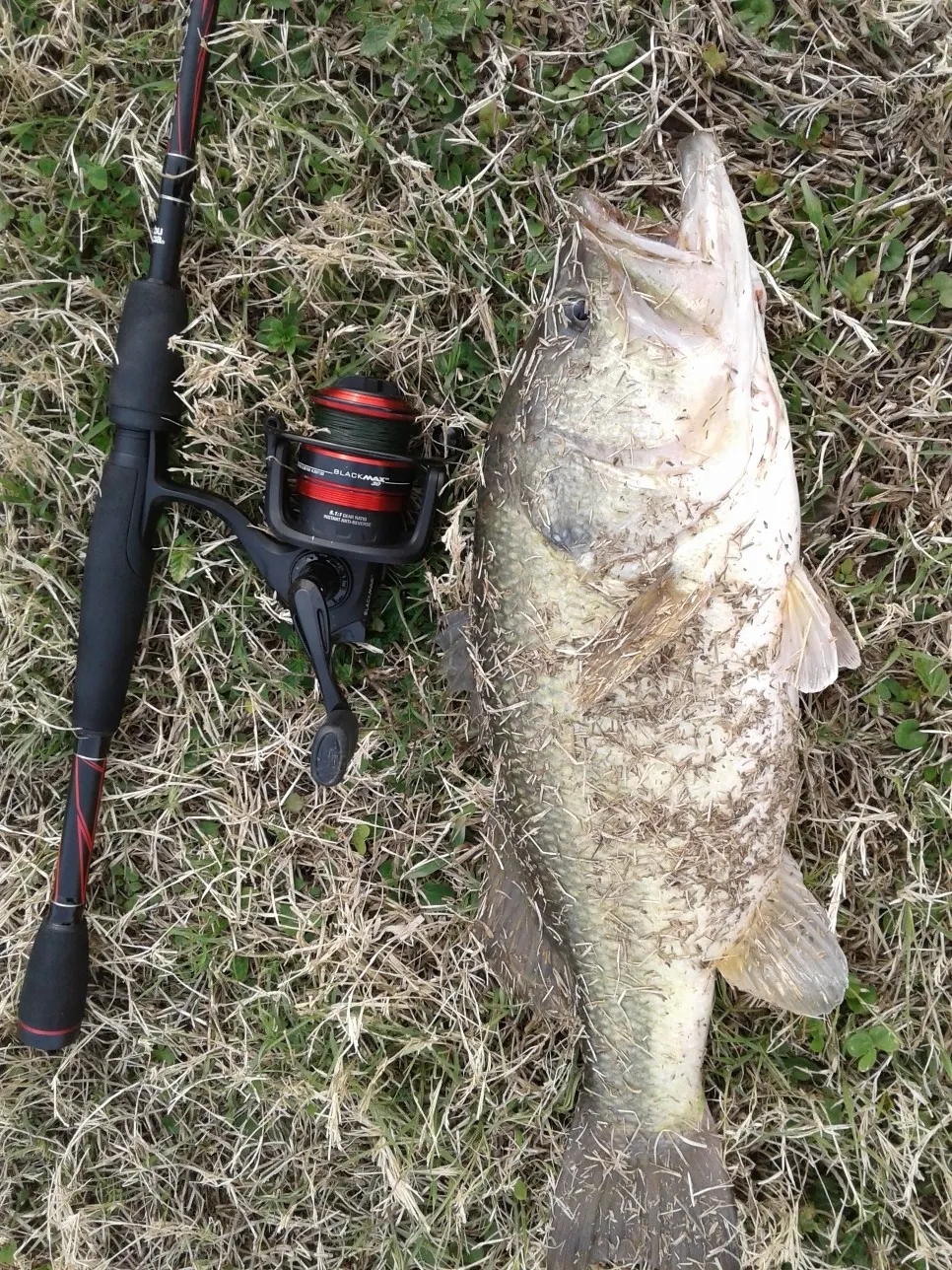 Post image from BigB_LOXMIF